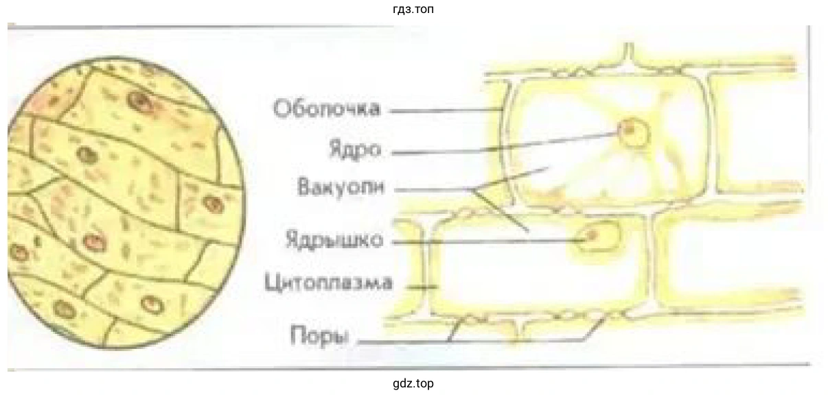 Рисунок. Схема растительной клетки
