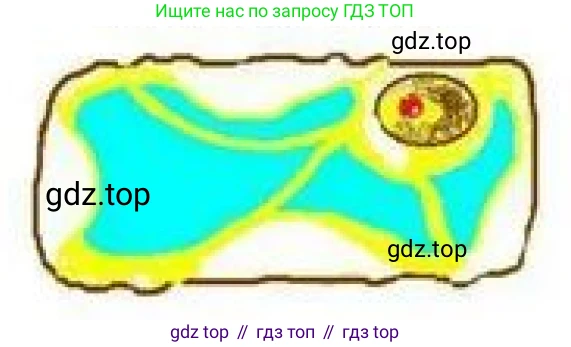 Рисунок. Плазмолиз
