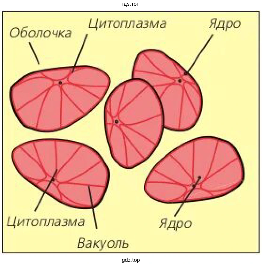 Строение клетки мякоти арбуза