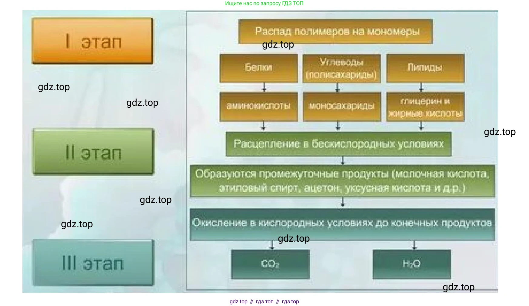 ГДЗ Биология, 10 класс Учебник, авторы: Пасечник Владимир Васильевич, Каменский Андрей Александрович, Рубцов Александр Михайлович, Швецов Глеб Геннадьевич, Гапонюк Зоя Георгиевна, издательство Просвещение, Москва, 2018, зелёного цвета, страница 152, номер 1, Решение