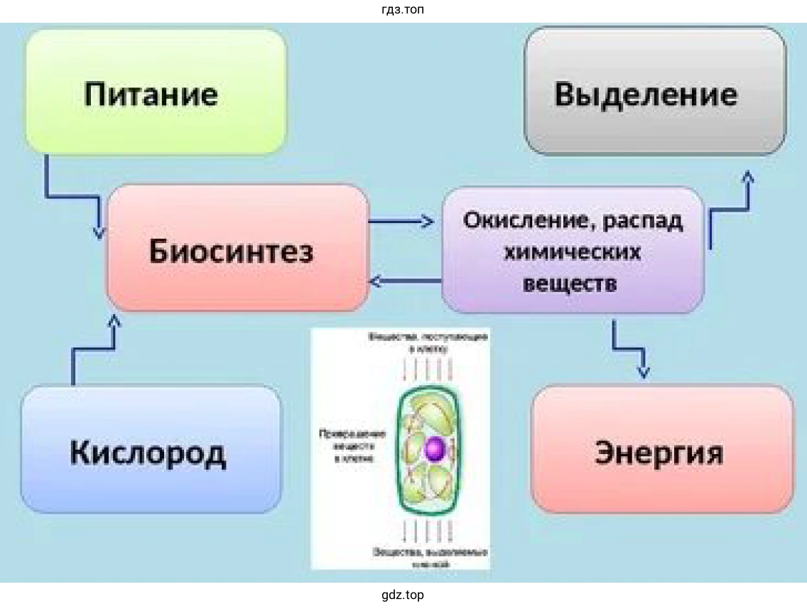 Рисунок. Схема показывающая суть обмена веществ в клетке.