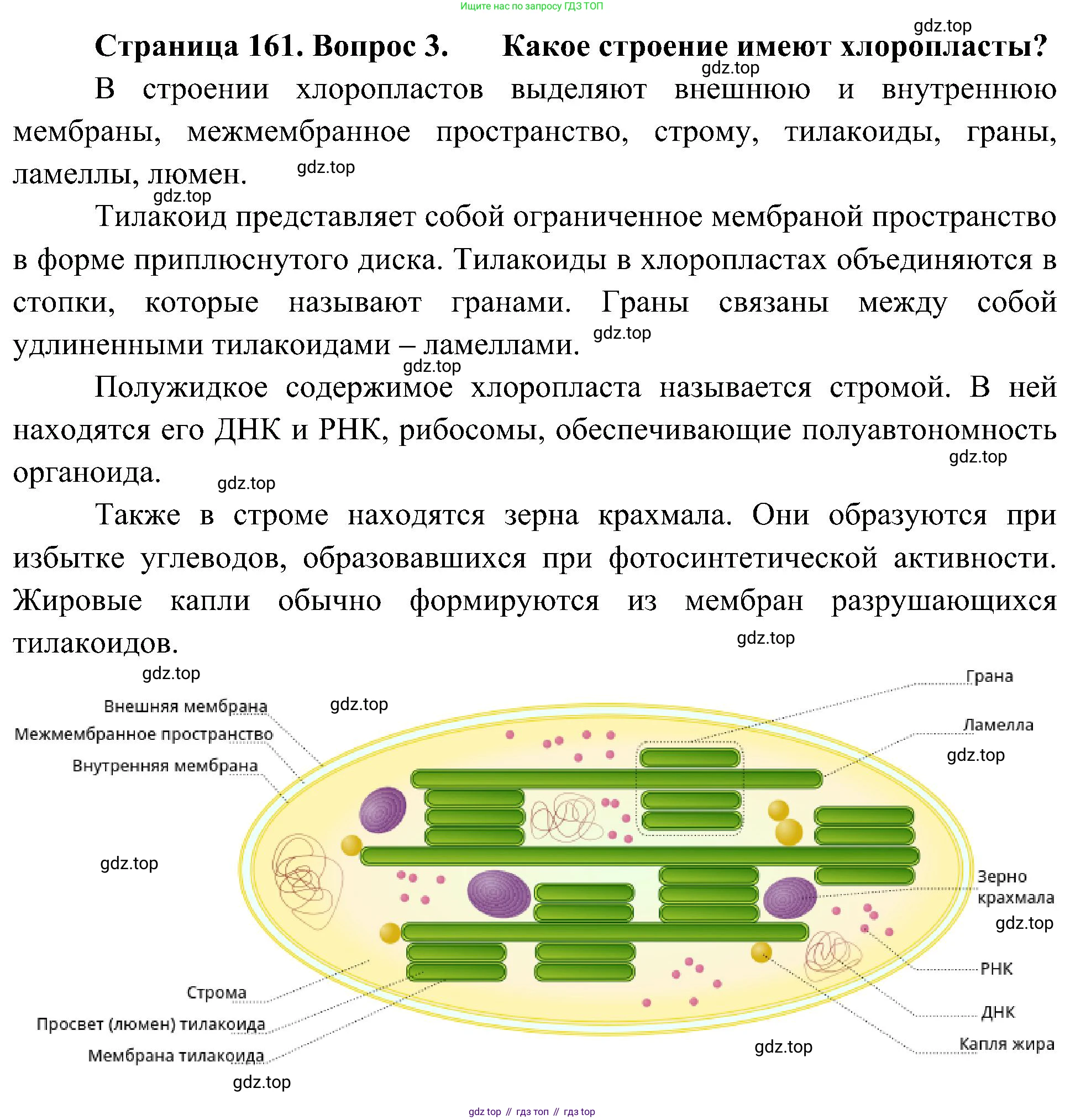 ГДЗ Биология, 10 класс Учебник, авторы: Пасечник Владимир Васильевич, Каменский Андрей Александрович, Рубцов Александр Михайлович, Швецов Глеб Геннадьевич, Гапонюк Зоя Георгиевна, издательство Просвещение, Москва, 2018, зелёного цвета, страница 161, номер 3, Решение