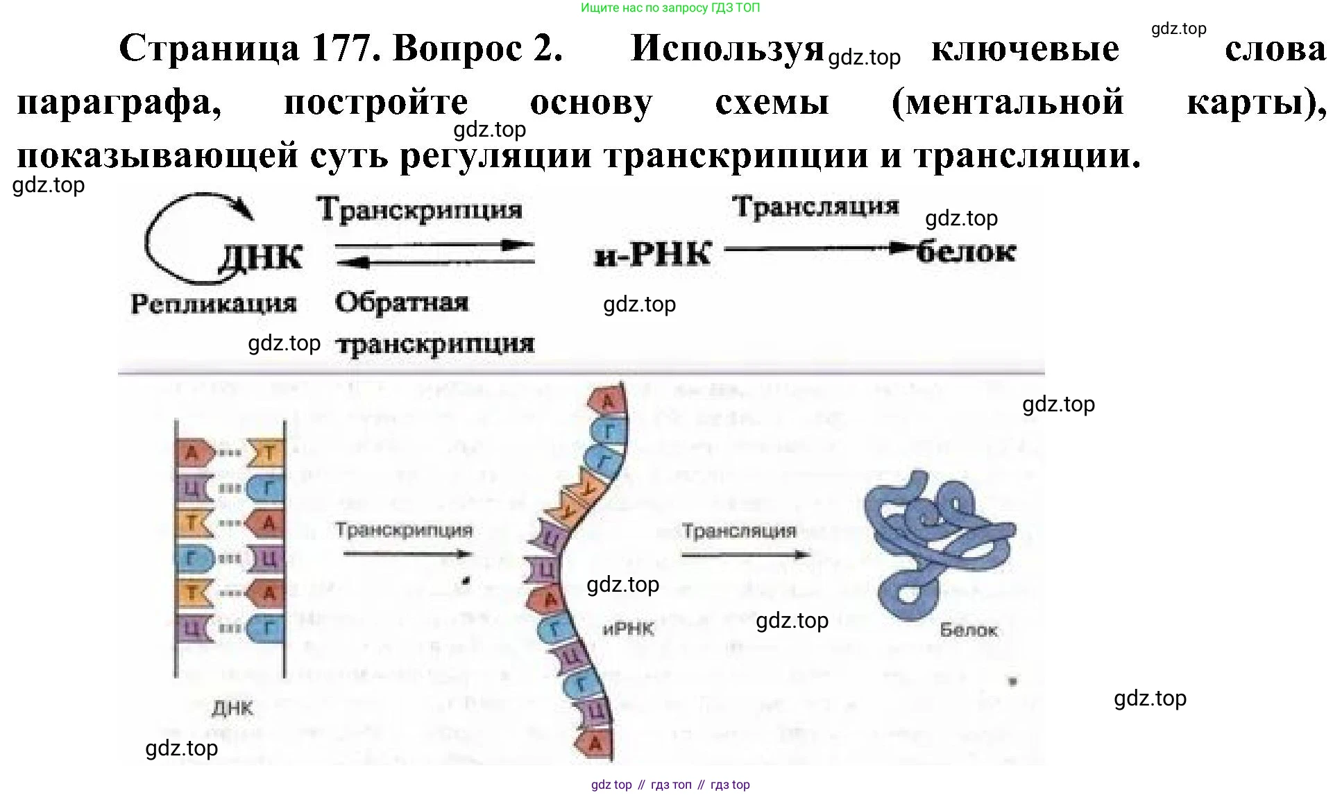 ГДЗ Биология, 10 класс Учебник, авторы: Пасечник Владимир Васильевич, Каменский Андрей Александрович, Рубцов Александр Михайлович, Швецов Глеб Геннадьевич, Гапонюк Зоя Георгиевна, издательство Просвещение, Москва, 2018, зелёного цвета, страница 177, номер 2, Решение