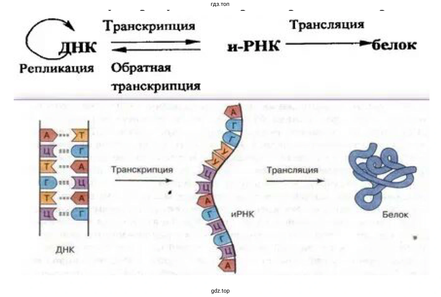Рисунок. Схема показывающая суть регуляции транскрипции и трансляции.