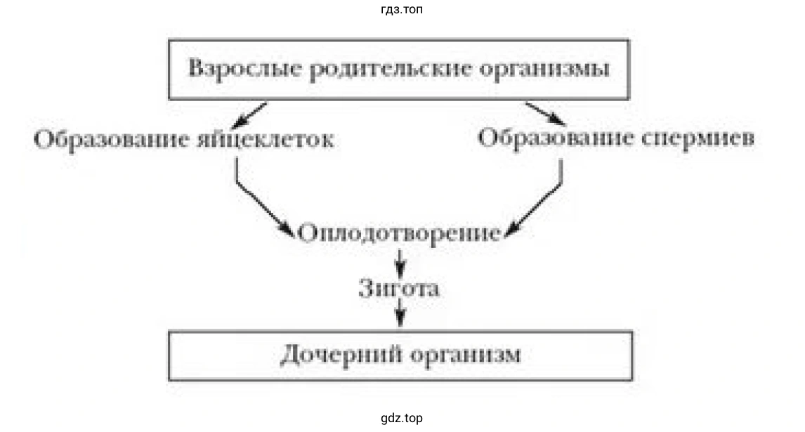Рисунок. Схема полового размножения организмов.