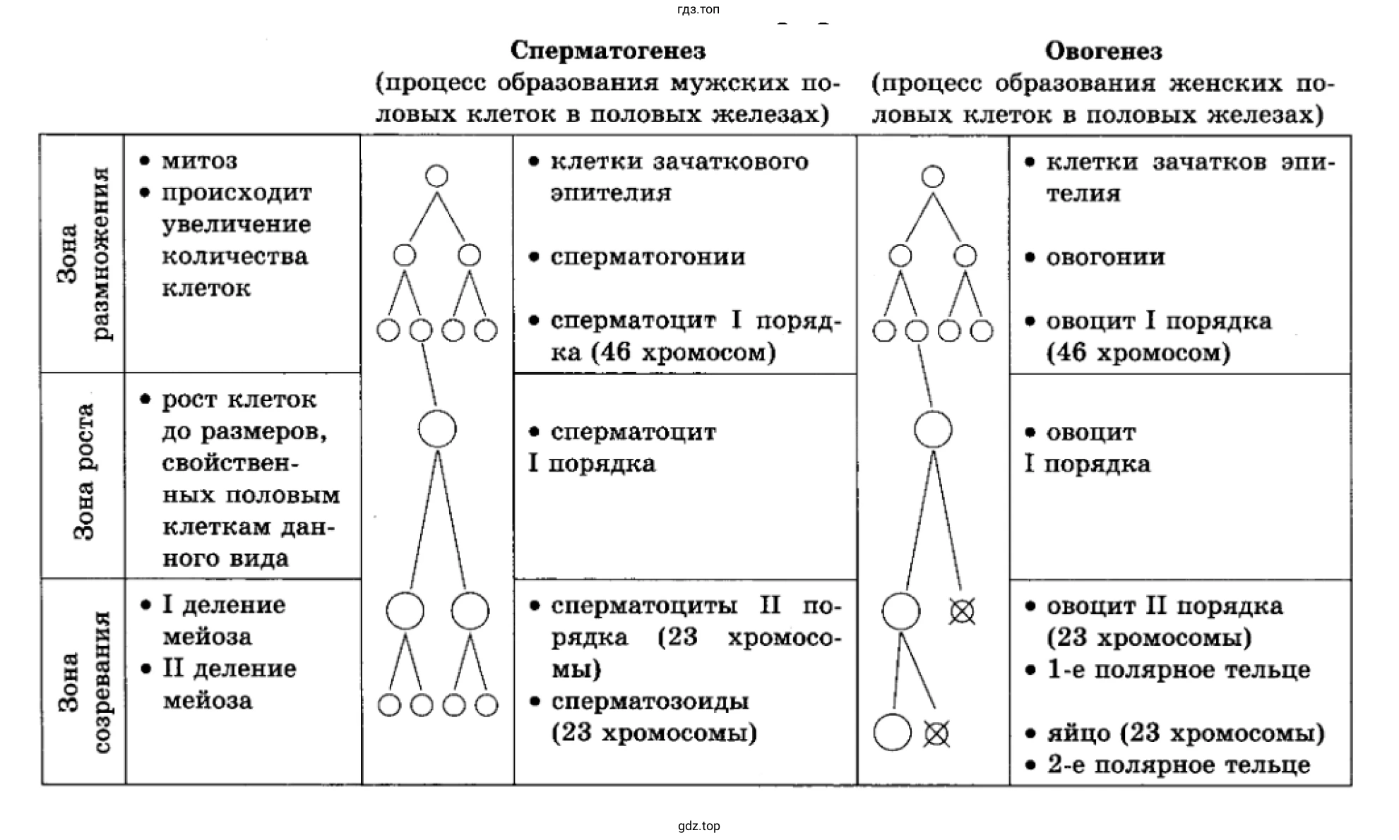 Рисунок. Таблица. Процессы мужских и женских половых клеток.