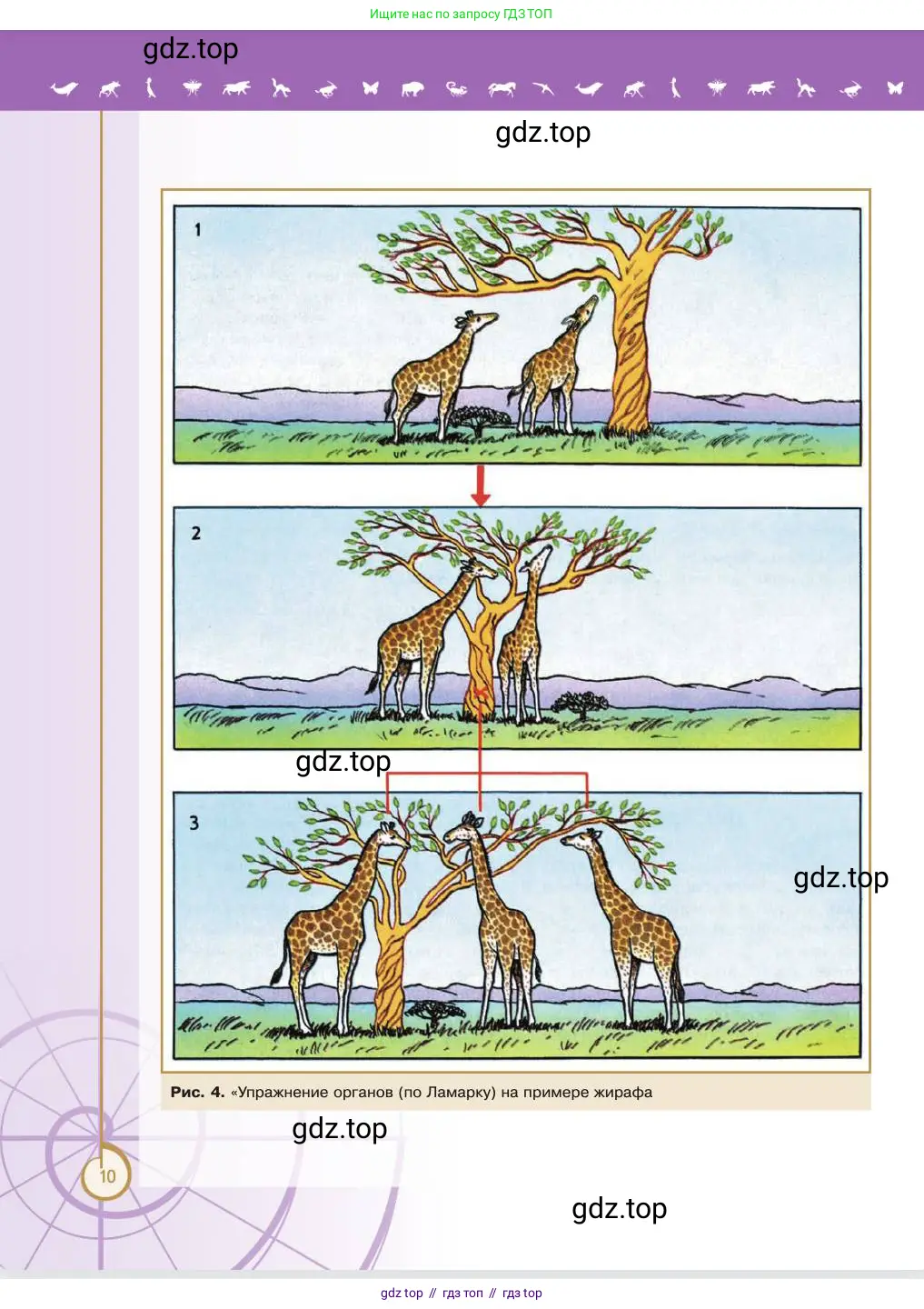 Биология, 11 класс Учебник, авторы: Пасечник Владимир Васильевич, Каменский Андрей Александрович, Рубцов Александр Михайлович, Швецов Глеб Геннадьевич, Абовян Леван Арташесович, Гапонюк Зоя Георгиевна, издательство Просвещение, Москва, 2023, страница 10