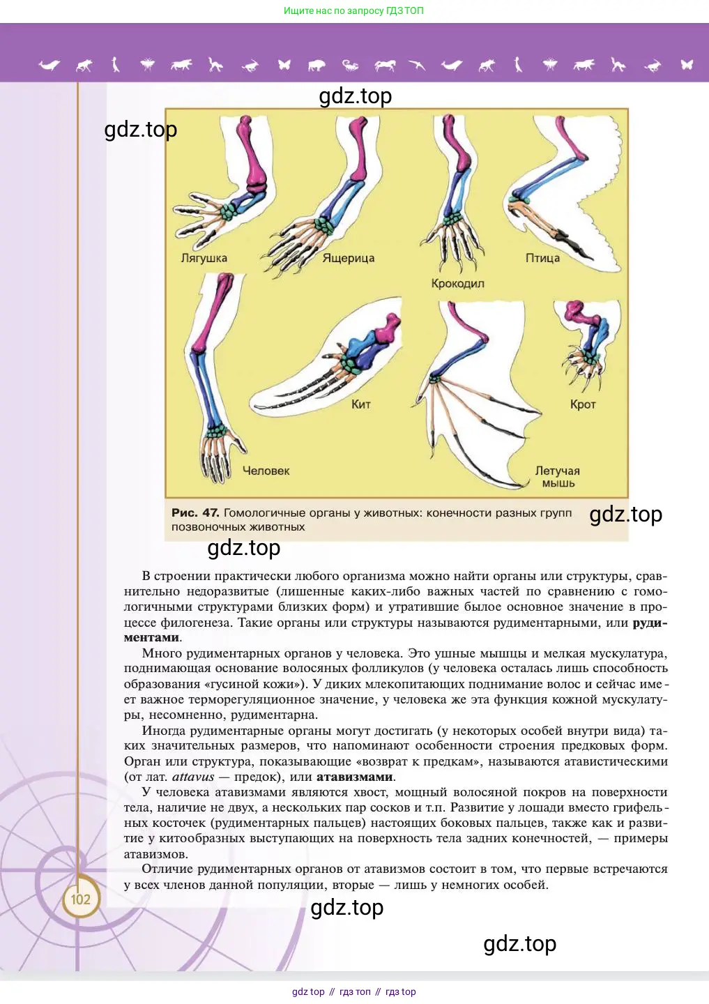 Биология, 11 класс Учебник, авторы: Пасечник Владимир Васильевич, Каменский Андрей Александрович, Рубцов Александр Михайлович, Швецов Глеб Геннадьевич, Абовян Леван Арташесович, Гапонюк Зоя Георгиевна, издательство Просвещение, Москва, 2023, страница 102
