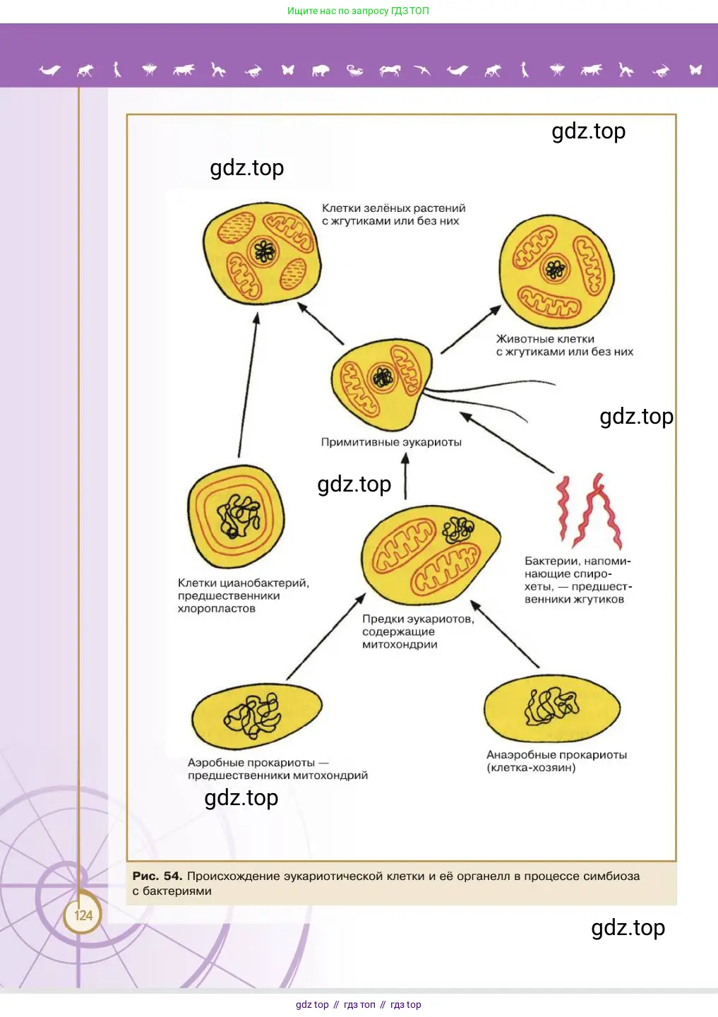 Биология, 11 класс Учебник, авторы: Пасечник Владимир Васильевич, Каменский Андрей Александрович, Рубцов Александр Михайлович, Швецов Глеб Геннадьевич, Абовян Леван Арташесович, Гапонюк Зоя Георгиевна, издательство Просвещение, Москва, 2023, страница 124