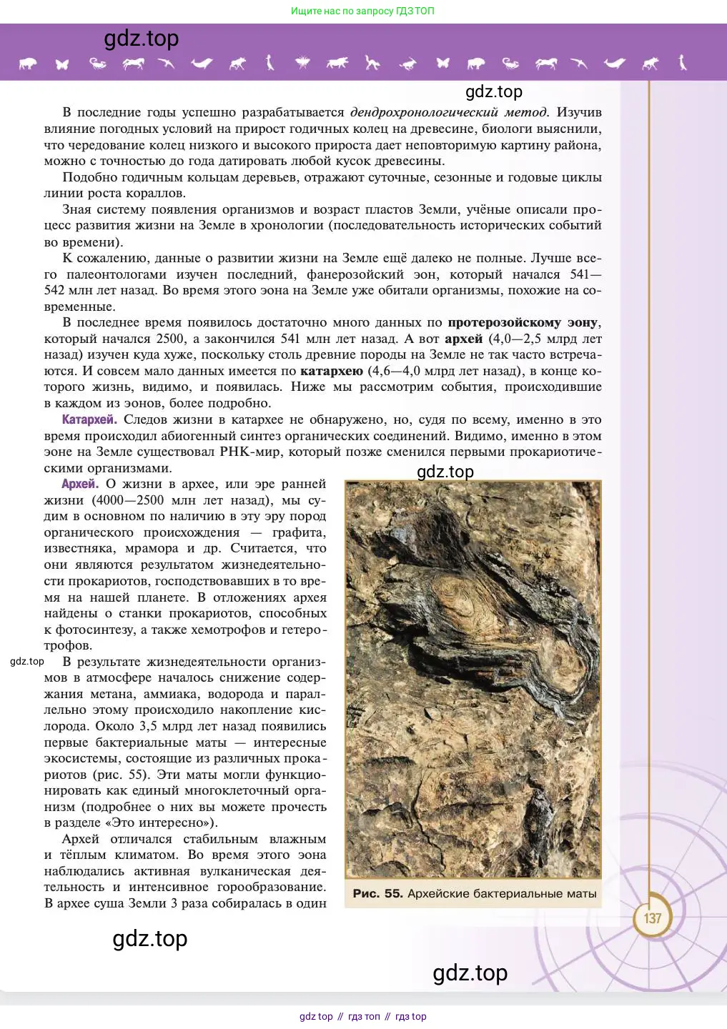 Биология, 11 класс Учебник, авторы: Пасечник Владимир Васильевич, Каменский Андрей Александрович, Рубцов Александр Михайлович, Швецов Глеб Геннадьевич, Абовян Леван Арташесович, Гапонюк Зоя Георгиевна, издательство Просвещение, Москва, 2023, страница 137