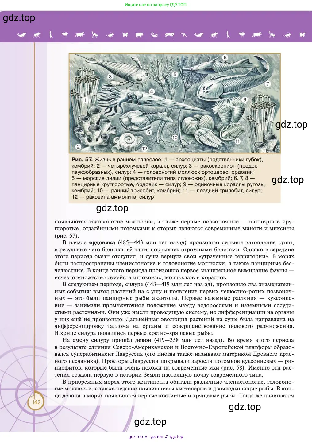 Биология, 11 класс Учебник, авторы: Пасечник Владимир Васильевич, Каменский Андрей Александрович, Рубцов Александр Михайлович, Швецов Глеб Геннадьевич, Абовян Леван Арташесович, Гапонюк Зоя Георгиевна, издательство Просвещение, Москва, 2023, страница 142