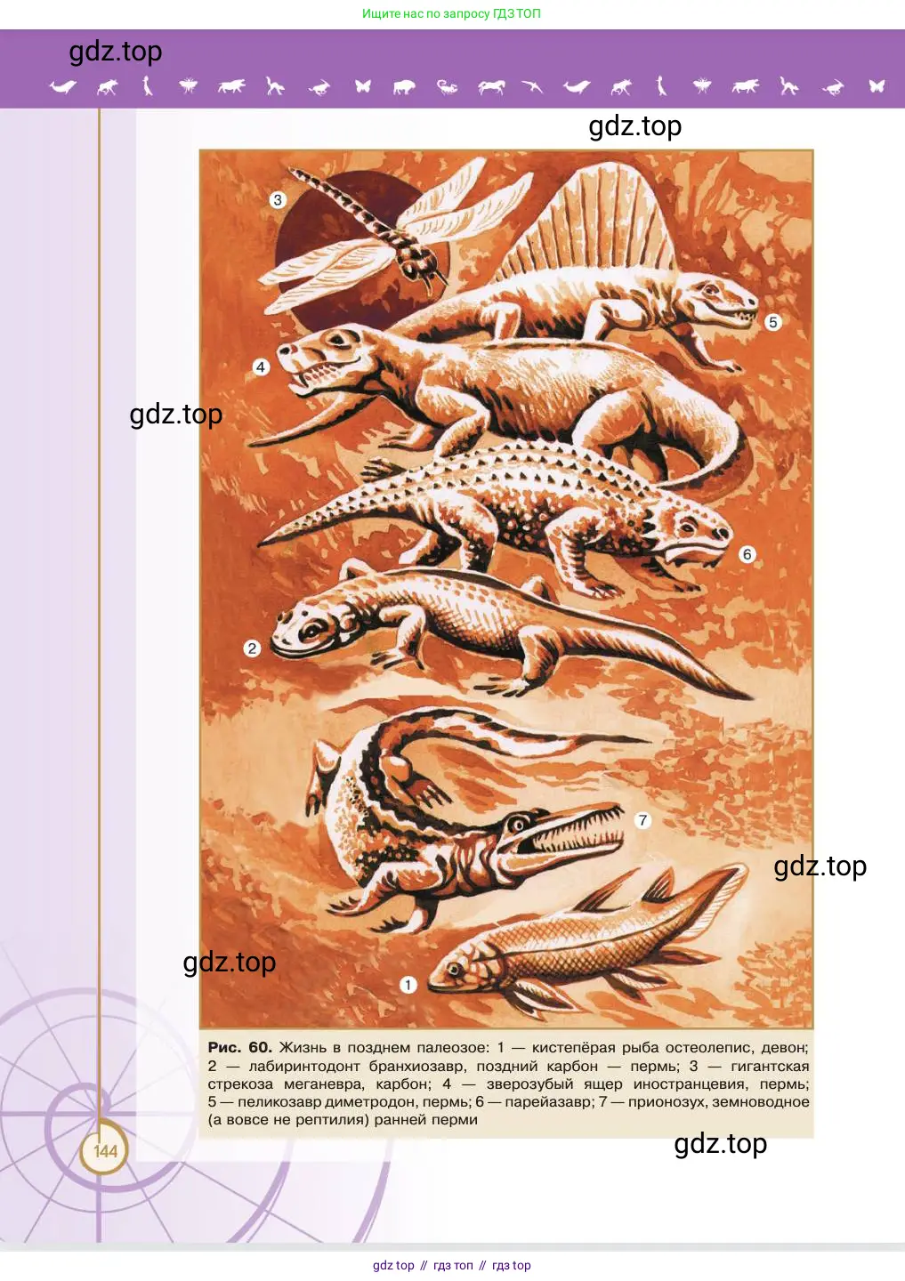 Биология, 11 класс Учебник, авторы: Пасечник Владимир Васильевич, Каменский Андрей Александрович, Рубцов Александр Михайлович, Швецов Глеб Геннадьевич, Абовян Леван Арташесович, Гапонюк Зоя Георгиевна, издательство Просвещение, Москва, 2023, страница 144