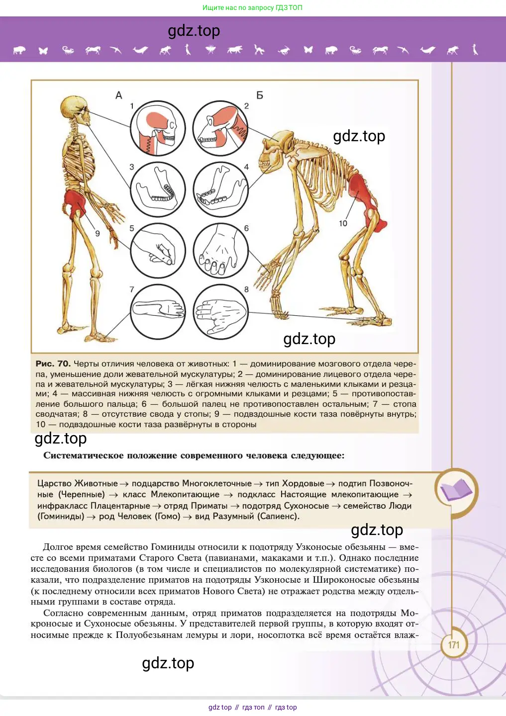 Биология, 11 класс Учебник, авторы: Пасечник Владимир Васильевич, Каменский Андрей Александрович, Рубцов Александр Михайлович, Швецов Глеб Геннадьевич, Абовян Леван Арташесович, Гапонюк Зоя Георгиевна, издательство Просвещение, Москва, 2023, страница 171