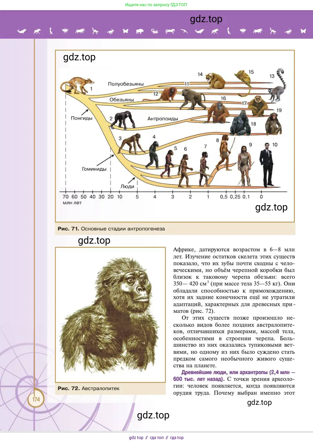 Биология, 11 класс Учебник, авторы: Пасечник Владимир Васильевич, Каменский Андрей Александрович, Рубцов Александр Михайлович, Швецов Глеб Геннадьевич, Абовян Леван Арташесович, Гапонюк Зоя Георгиевна, издательство Просвещение, Москва, 2023, страница 174