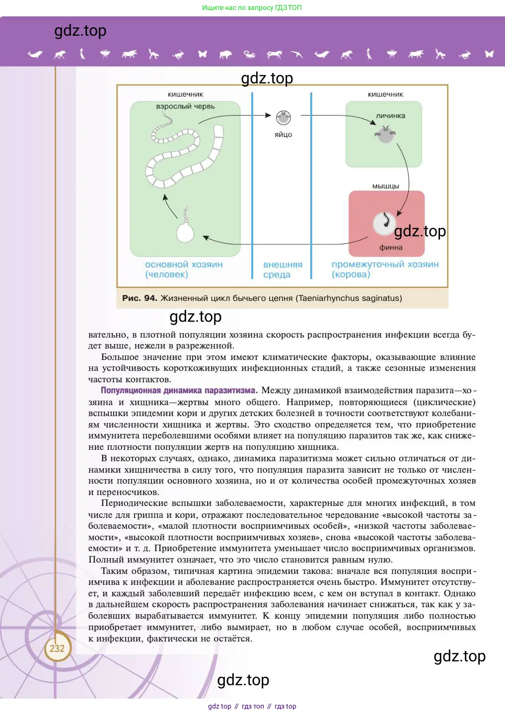 Биология, 11 класс Учебник, авторы: Пасечник Владимир Васильевич, Каменский Андрей Александрович, Рубцов Александр Михайлович, Швецов Глеб Геннадьевич, Абовян Леван Арташесович, Гапонюк Зоя Георгиевна, издательство Просвещение, Москва, 2023, страница 232