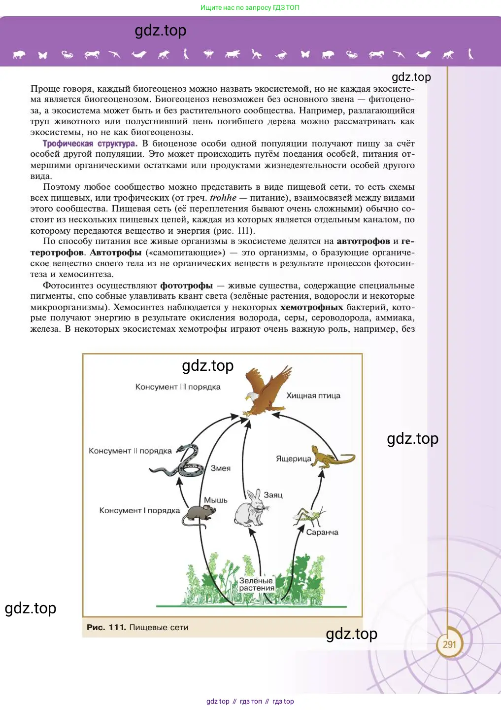 Биология, 11 класс Учебник, авторы: Пасечник Владимир Васильевич, Каменский Андрей Александрович, Рубцов Александр Михайлович, Швецов Глеб Геннадьевич, Абовян Леван Арташесович, Гапонюк Зоя Георгиевна, издательство Просвещение, Москва, 2023, страница 291