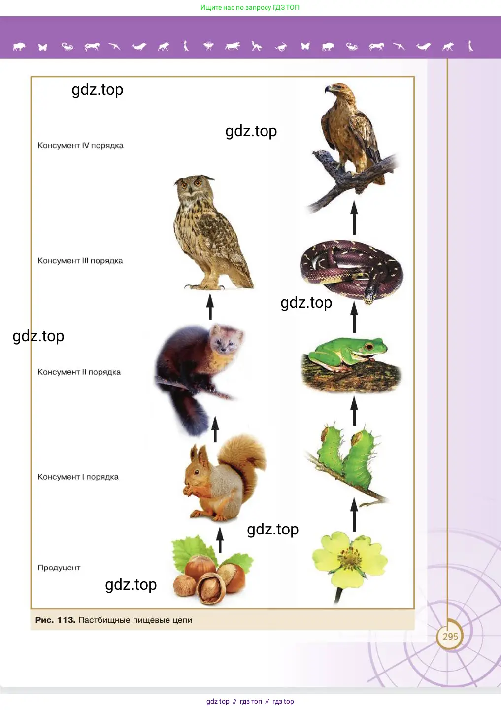 Биология, 11 класс Учебник, авторы: Пасечник Владимир Васильевич, Каменский Андрей Александрович, Рубцов Александр Михайлович, Швецов Глеб Геннадьевич, Абовян Леван Арташесович, Гапонюк Зоя Георгиевна, издательство Просвещение, Москва, 2023, страница 295