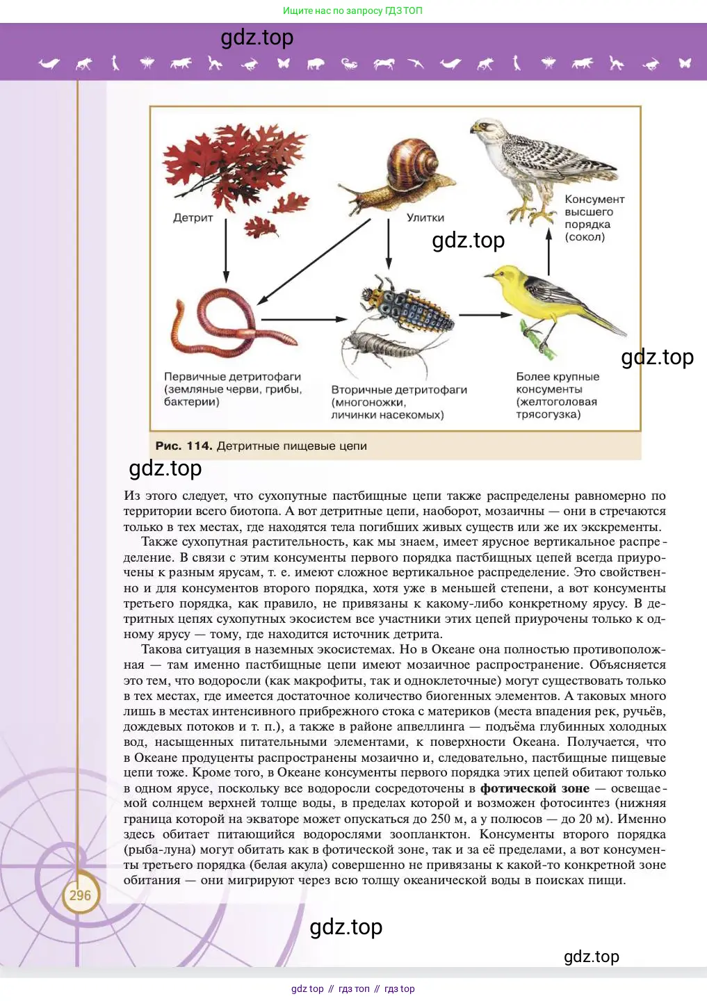 Биология, 11 класс Учебник, авторы: Пасечник Владимир Васильевич, Каменский Андрей Александрович, Рубцов Александр Михайлович, Швецов Глеб Геннадьевич, Абовян Леван Арташесович, Гапонюк Зоя Георгиевна, издательство Просвещение, Москва, 2023, страница 296