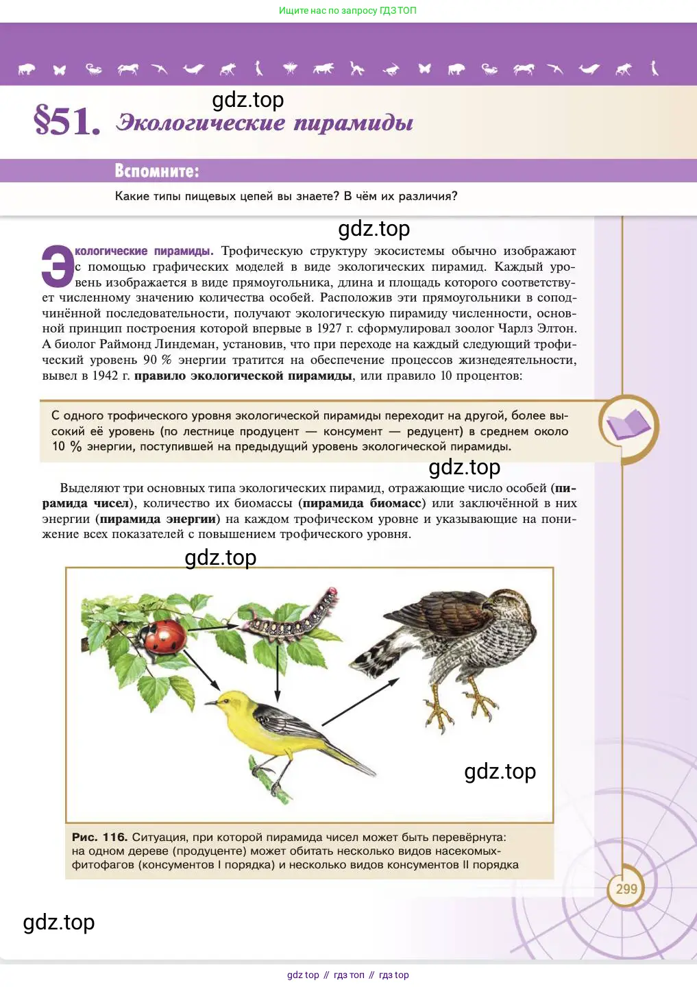 Биология, 11 класс Учебник, авторы: Пасечник Владимир Васильевич, Каменский Андрей Александрович, Рубцов Александр Михайлович, Швецов Глеб Геннадьевич, Абовян Леван Арташесович, Гапонюк Зоя Георгиевна, издательство Просвещение, Москва, 2023, страница 299