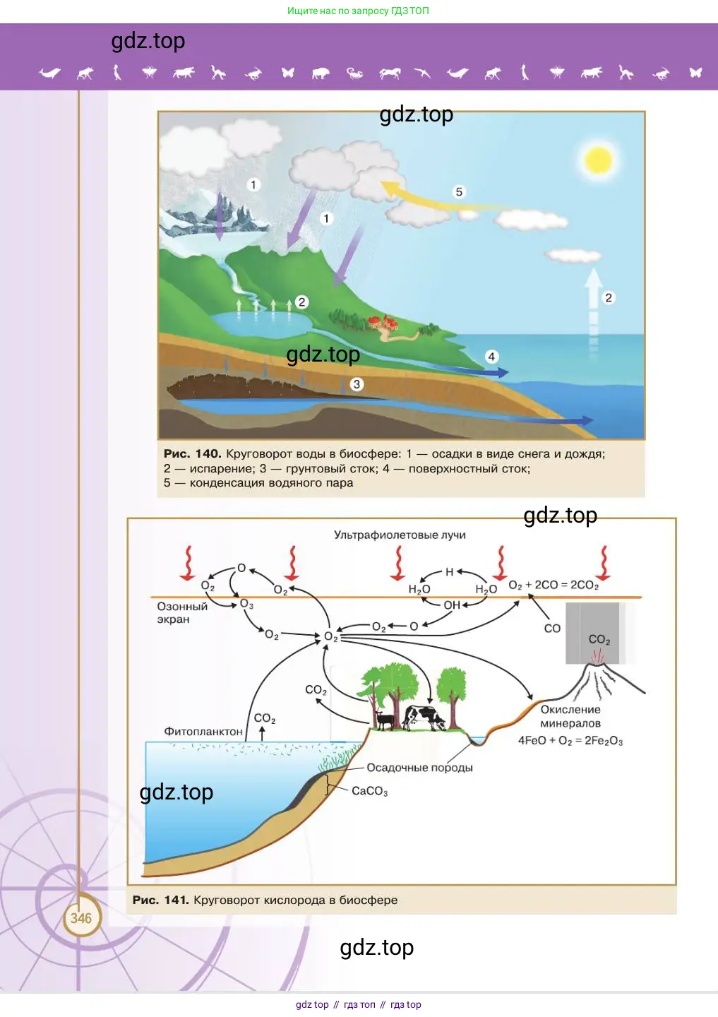 Биология, 11 класс Учебник, авторы: Пасечник Владимир Васильевич, Каменский Андрей Александрович, Рубцов Александр Михайлович, Швецов Глеб Геннадьевич, Абовян Леван Арташесович, Гапонюк Зоя Георгиевна, издательство Просвещение, Москва, 2023, страница 346