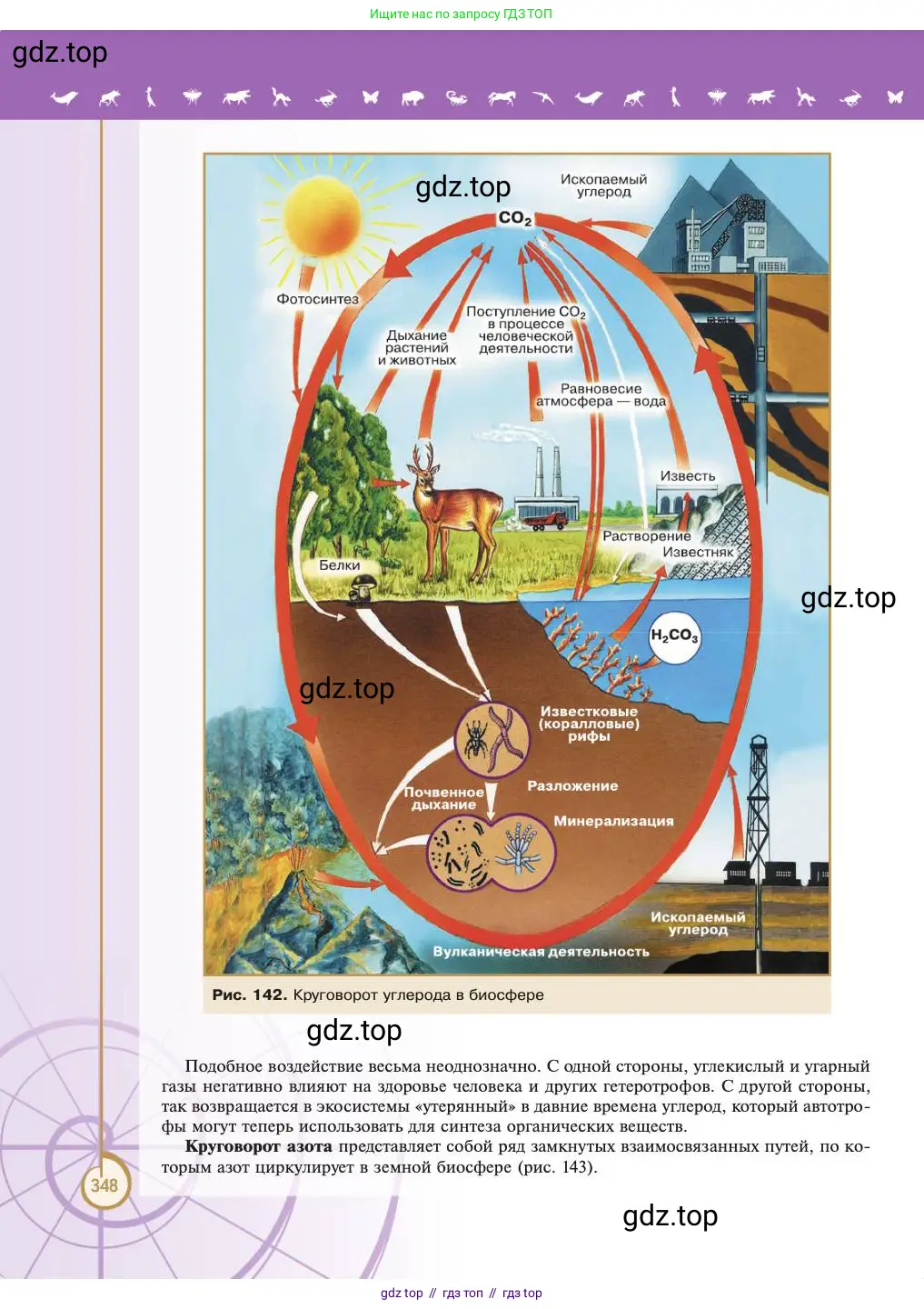 Биология, 11 класс Учебник, авторы: Пасечник Владимир Васильевич, Каменский Андрей Александрович, Рубцов Александр Михайлович, Швецов Глеб Геннадьевич, Абовян Леван Арташесович, Гапонюк Зоя Георгиевна, издательство Просвещение, Москва, 2023, страница 348