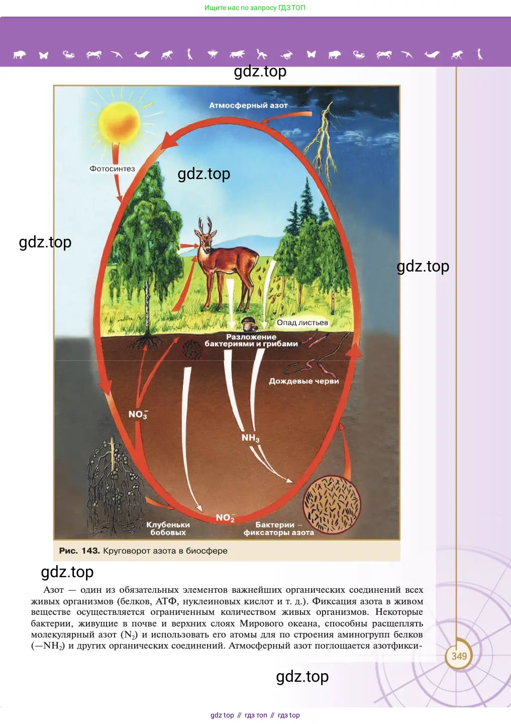 Биология, 11 класс Учебник, авторы: Пасечник Владимир Васильевич, Каменский Андрей Александрович, Рубцов Александр Михайлович, Швецов Глеб Геннадьевич, Абовян Леван Арташесович, Гапонюк Зоя Георгиевна, издательство Просвещение, Москва, 2023, страница 349