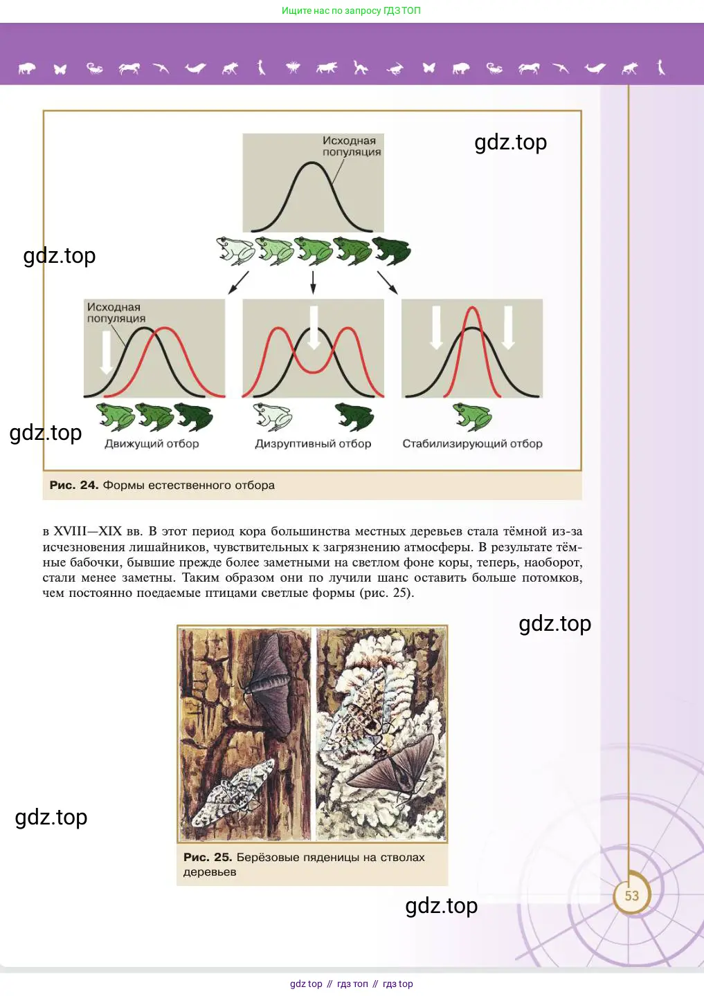 Биология, 11 класс Учебник, авторы: Пасечник Владимир Васильевич, Каменский Андрей Александрович, Рубцов Александр Михайлович, Швецов Глеб Геннадьевич, Абовян Леван Арташесович, Гапонюк Зоя Георгиевна, издательство Просвещение, Москва, 2023, страница 53