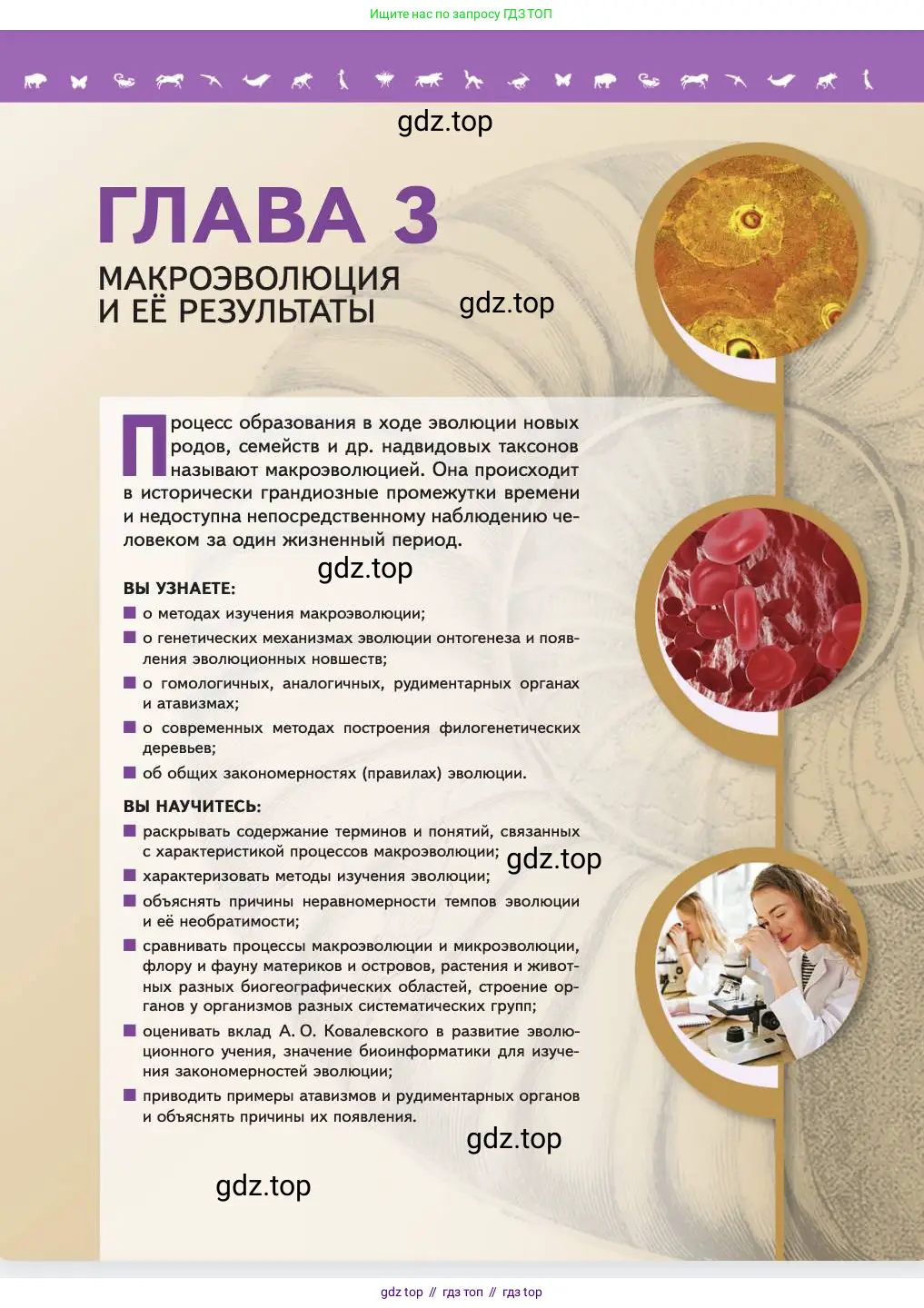 Биология, 11 класс Учебник, авторы: Пасечник Владимир Васильевич, Каменский Андрей Александрович, Рубцов Александр Михайлович, Швецов Глеб Геннадьевич, Абовян Леван Арташесович, Гапонюк Зоя Георгиевна, издательство Просвещение, Москва, 2023, страница 81