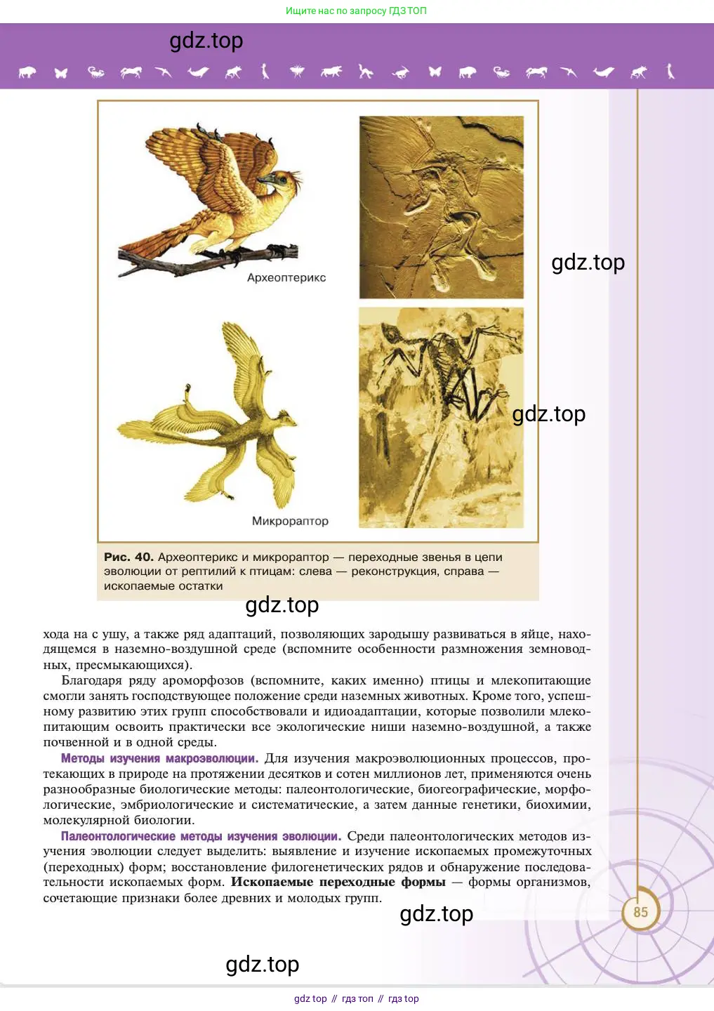 Биология, 11 класс Учебник, авторы: Пасечник Владимир Васильевич, Каменский Андрей Александрович, Рубцов Александр Михайлович, Швецов Глеб Геннадьевич, Абовян Леван Арташесович, Гапонюк Зоя Георгиевна, издательство Просвещение, Москва, 2023, страница 85