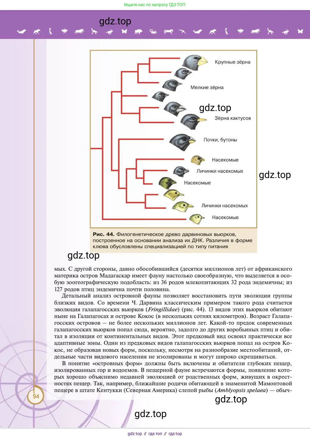 Биология, 11 класс Учебник, авторы: Пасечник Владимир Васильевич, Каменский Андрей Александрович, Рубцов Александр Михайлович, Швецов Глеб Геннадьевич, Абовян Леван Арташесович, Гапонюк Зоя Георгиевна, издательство Просвещение, Москва, 2023, страница 94