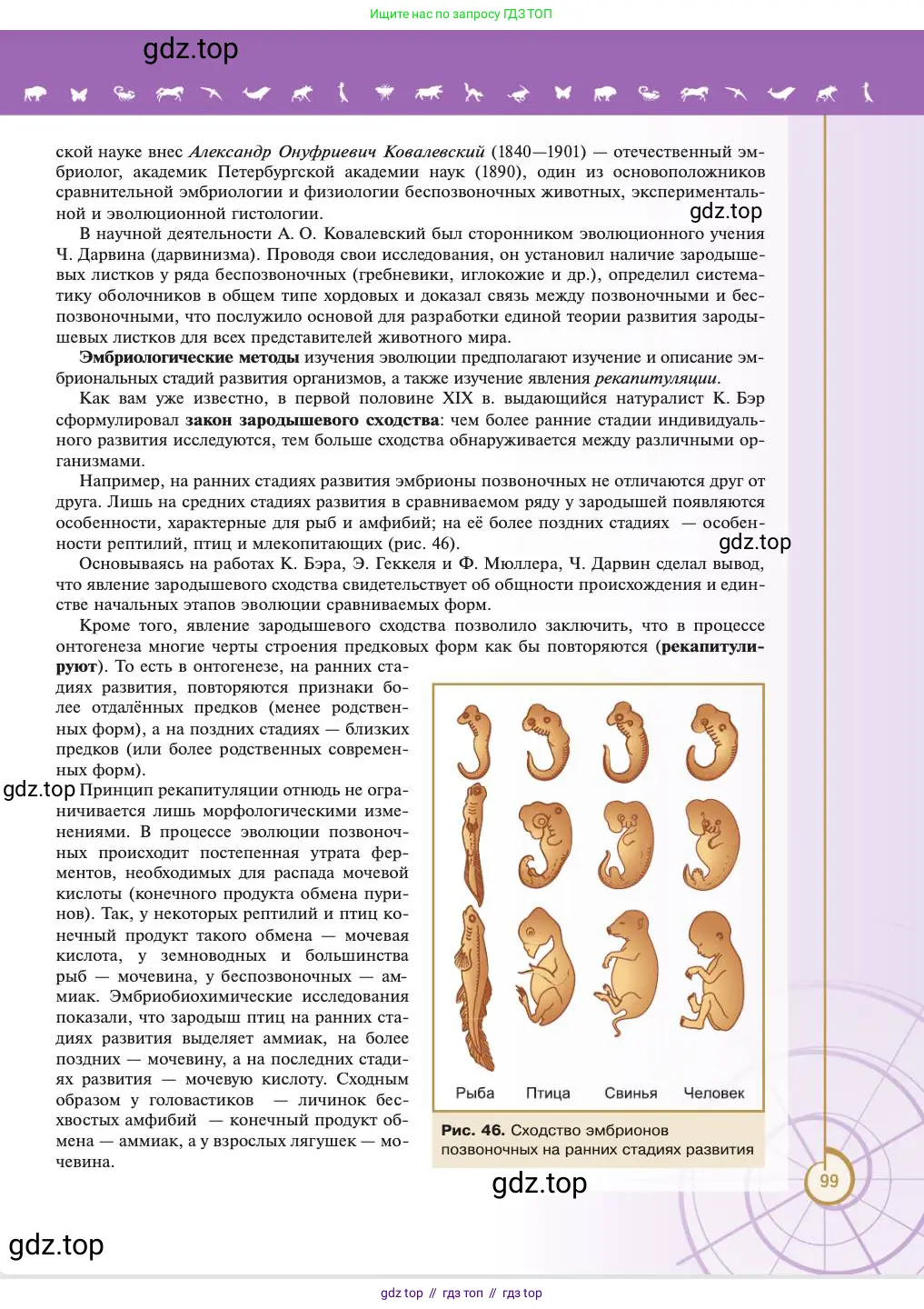 Биология, 11 класс Учебник, авторы: Пасечник Владимир Васильевич, Каменский Андрей Александрович, Рубцов Александр Михайлович, Швецов Глеб Геннадьевич, Абовян Леван Арташесович, Гапонюк Зоя Георгиевна, издательство Просвещение, Москва, 2023, страница 99