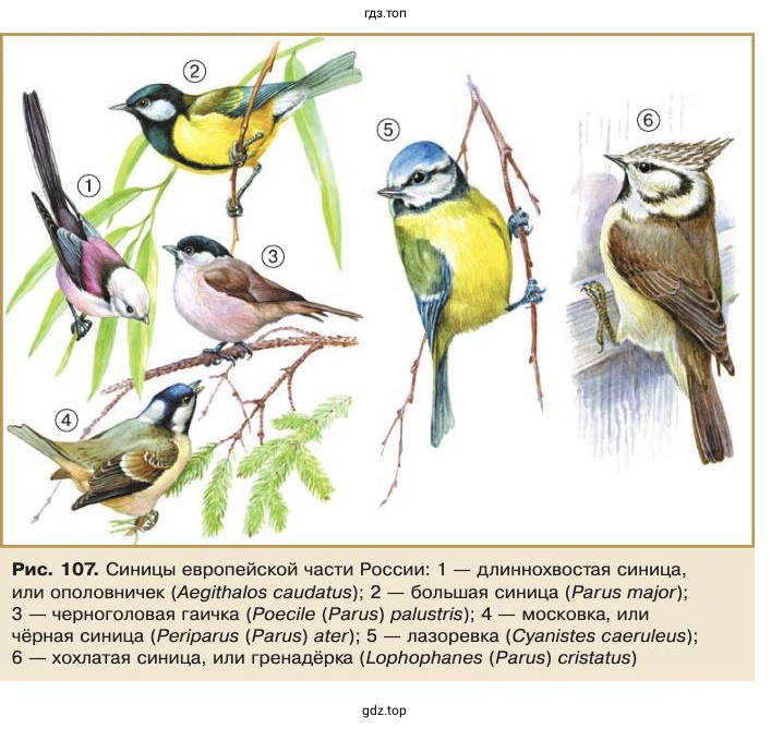 Рис. 107. Синицы европейской части России: 1 — длиннохвостая синица, или ополовничек (Aegithalos caudatus); 2 — большая синица (Parus major); 3 — черноголовая гаичка (Poecile (Parus) palustris); 4 — московка, или чёрная синица (Periparus (Parus) ater); 5 — лазоревка (Cyanistes caeruleus); 6 — хохлатая синица, или гренадёрка (Lophophanes (Parus) cristatus)