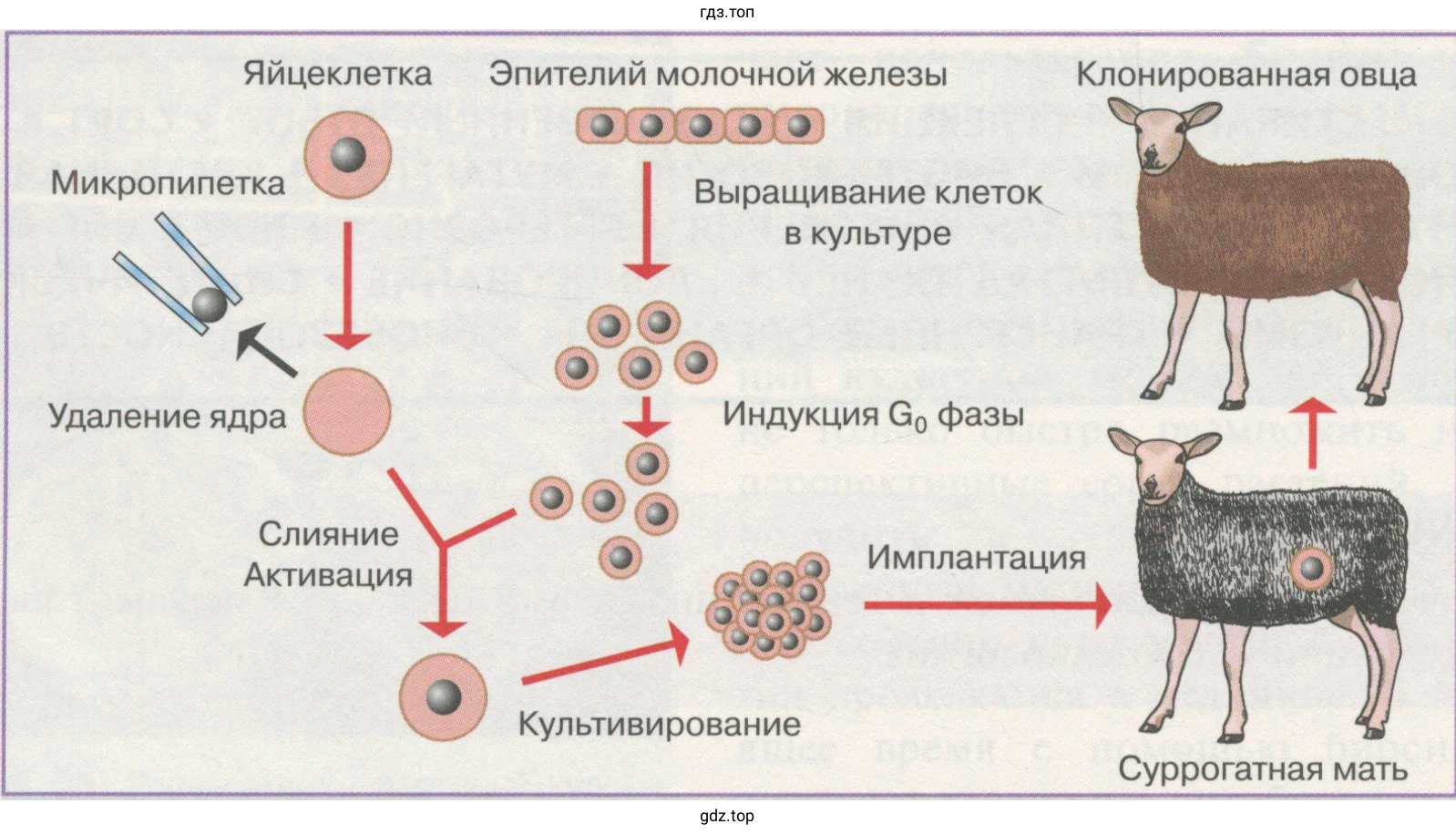 Рисунок. Клонирование