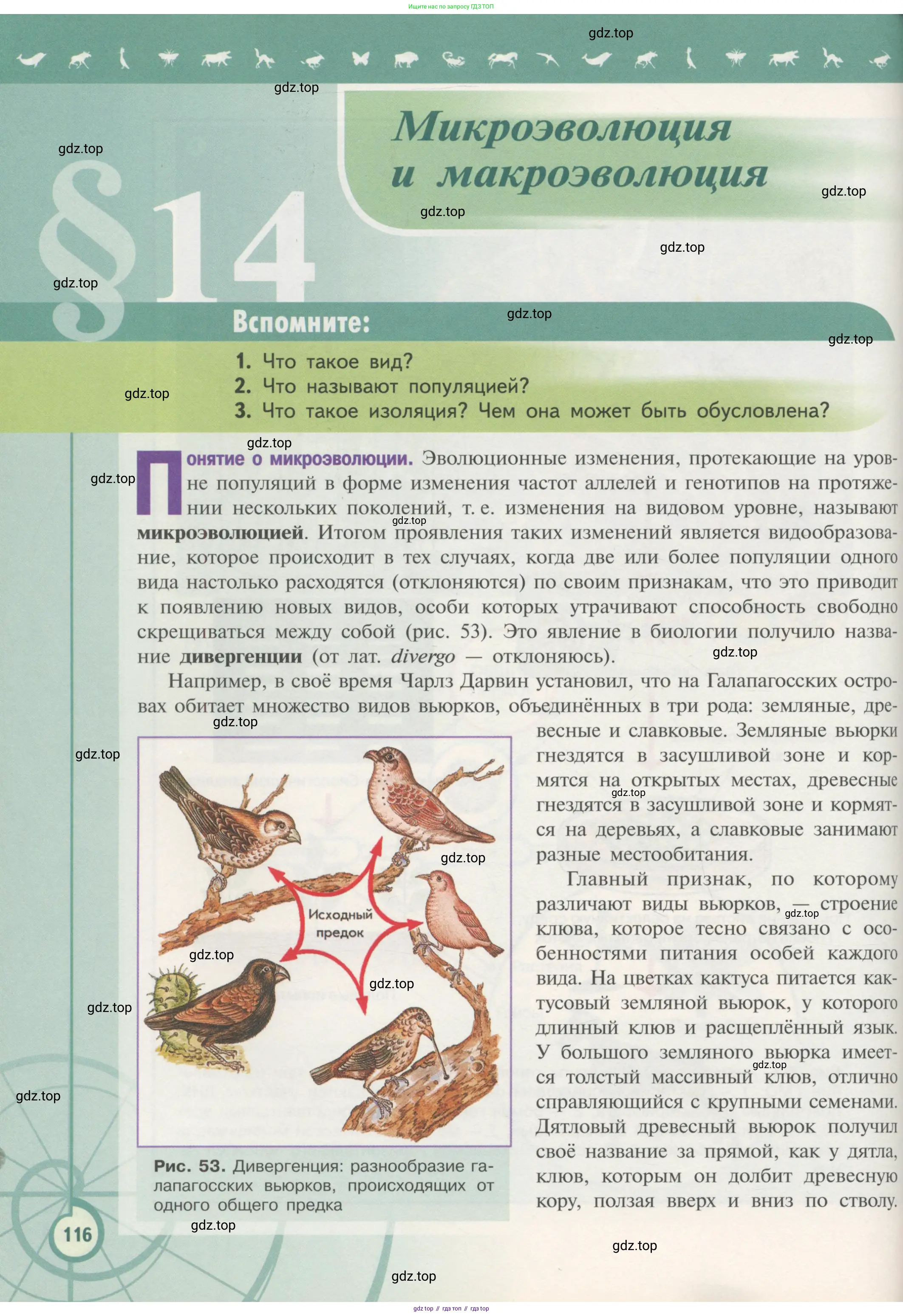 Биология, 11 класс Учебник, авторы: Пасечник Владимир Васильевич, Каменский Андрей Александрович, Рубцов Александр Михайлович, Швецов Глеб Геннадьевич, Гапонюк Зоя Георгиевна, издательство Просвещение, Москва, 2018, страница 116