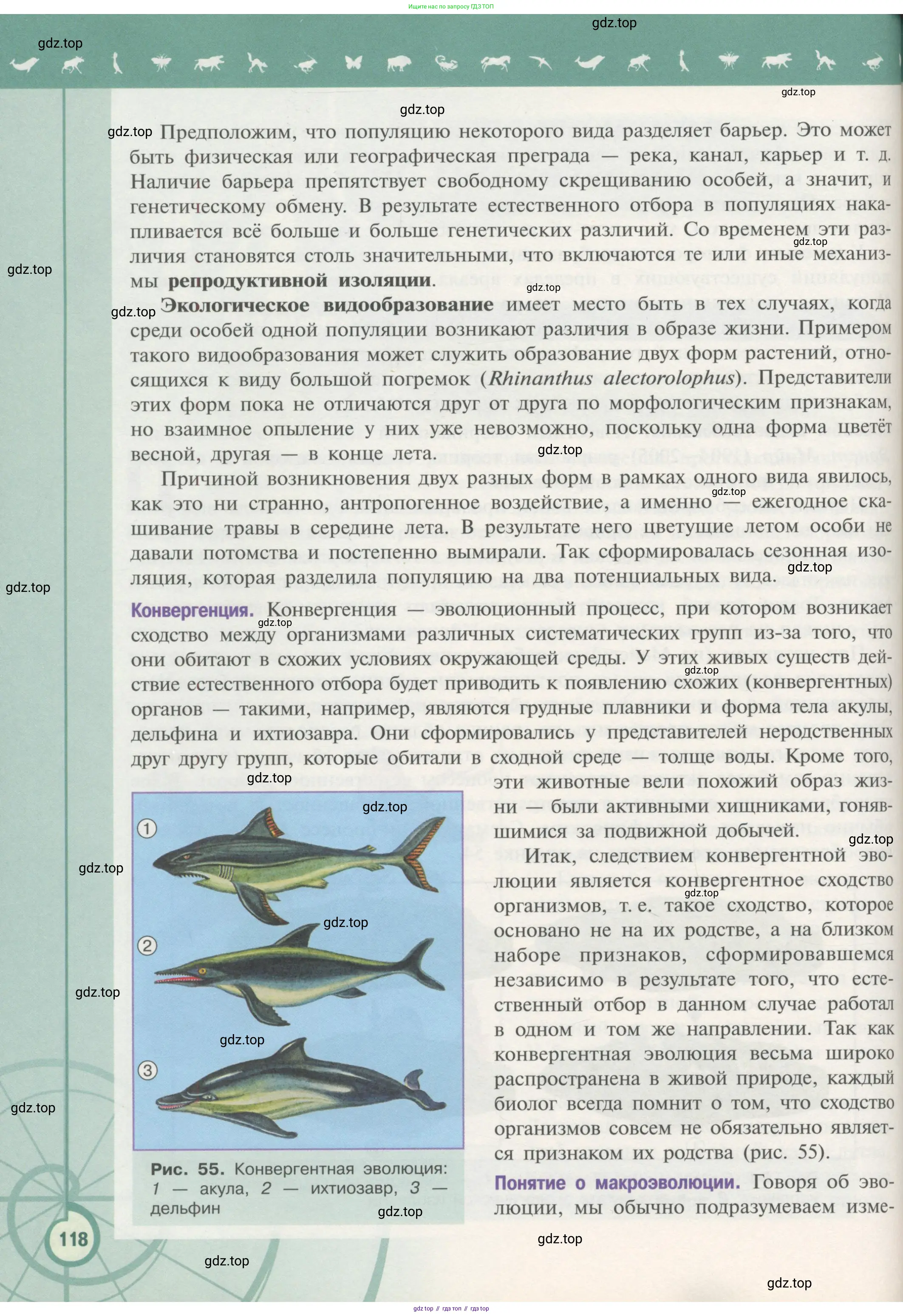 Биология, 11 класс Учебник, авторы: Пасечник Владимир Васильевич, Каменский Андрей Александрович, Рубцов Александр Михайлович, Швецов Глеб Геннадьевич, Гапонюк Зоя Георгиевна, издательство Просвещение, Москва, 2018, страница 118