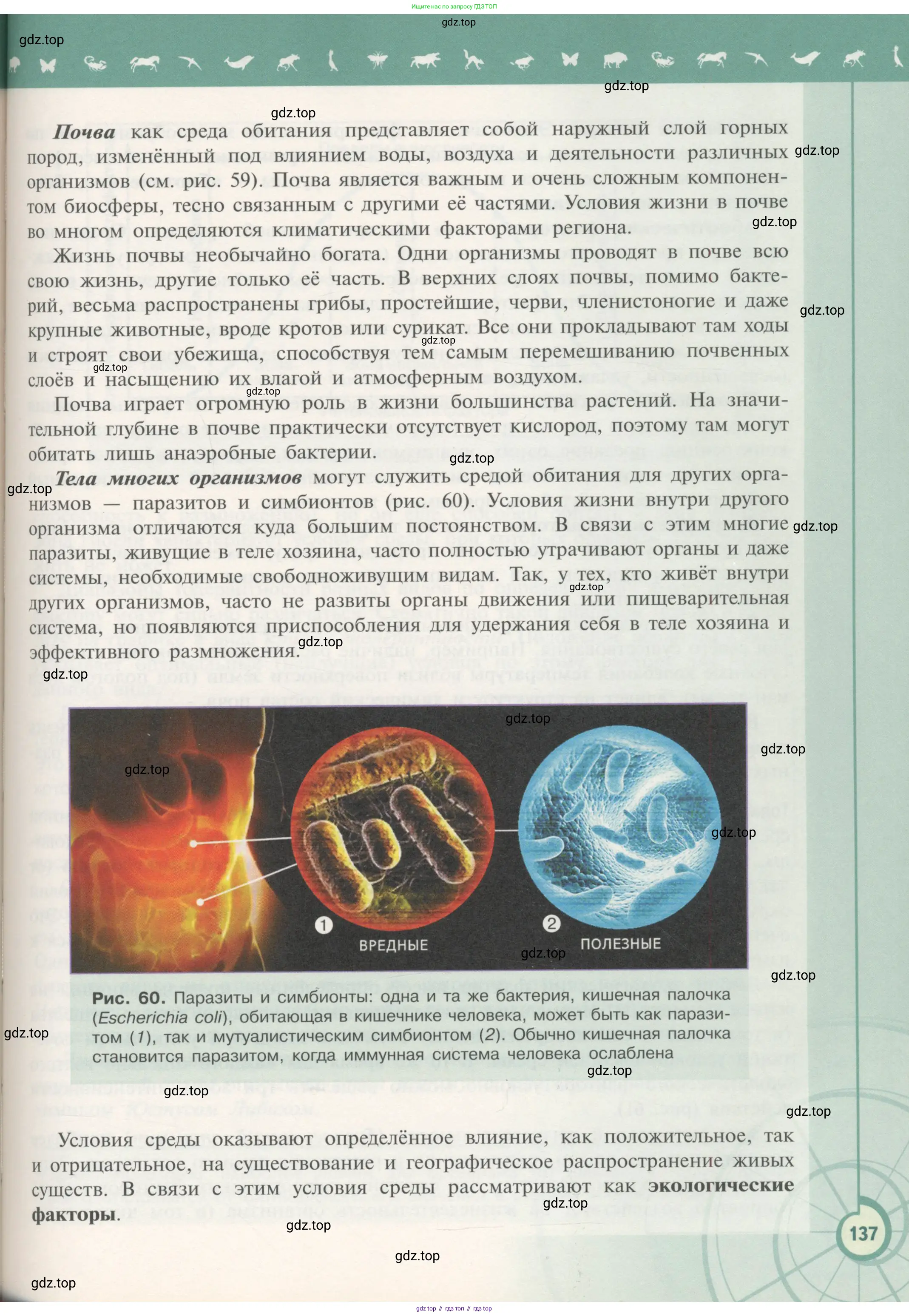 Биология, 11 класс Учебник, авторы: Пасечник Владимир Васильевич, Каменский Андрей Александрович, Рубцов Александр Михайлович, Швецов Глеб Геннадьевич, Гапонюк Зоя Георгиевна, издательство Просвещение, Москва, 2018, страница 137