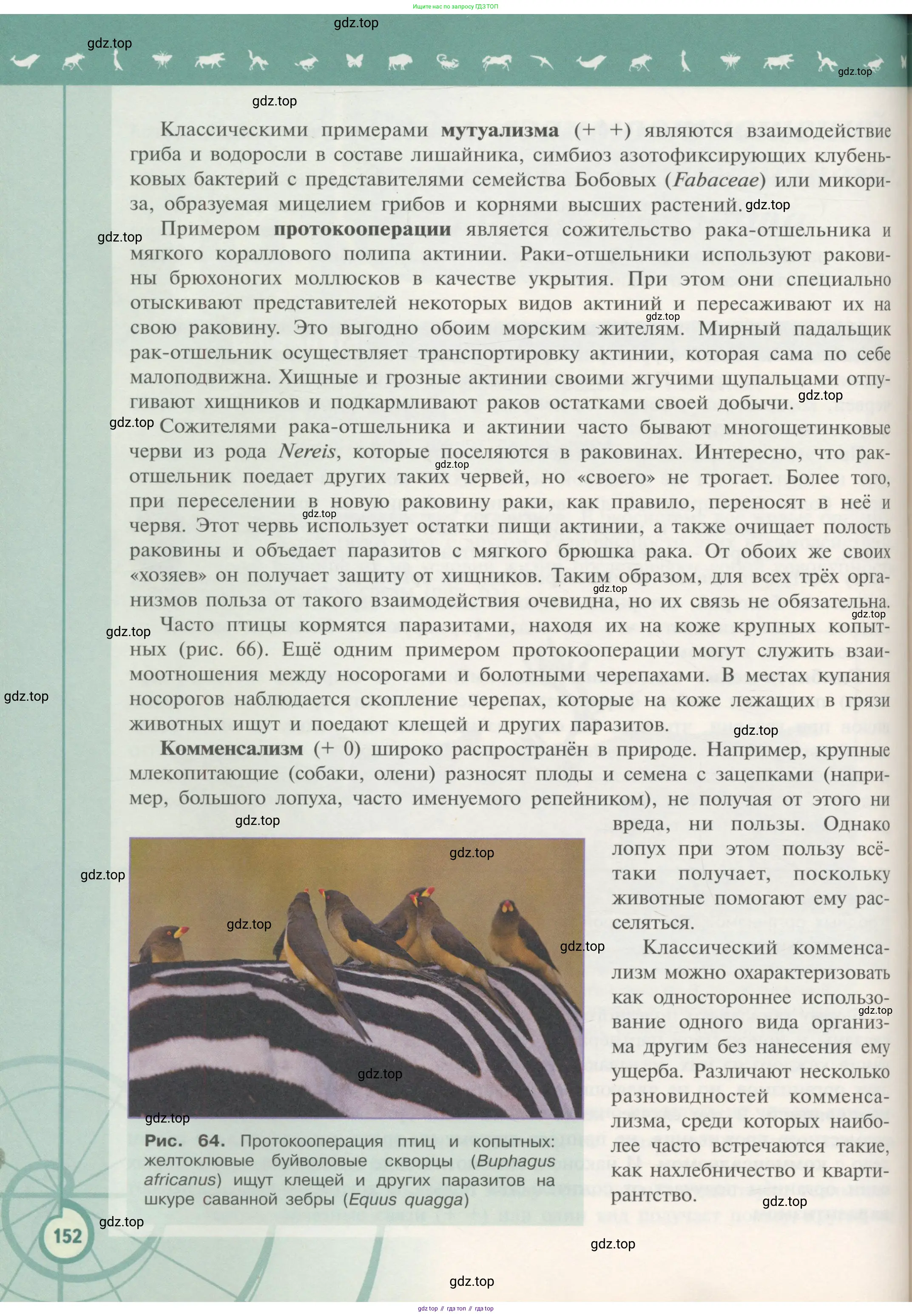 Биология, 11 класс Учебник, авторы: Пасечник Владимир Васильевич, Каменский Андрей Александрович, Рубцов Александр Михайлович, Швецов Глеб Геннадьевич, Гапонюк Зоя Георгиевна, издательство Просвещение, Москва, 2018, страница 152
