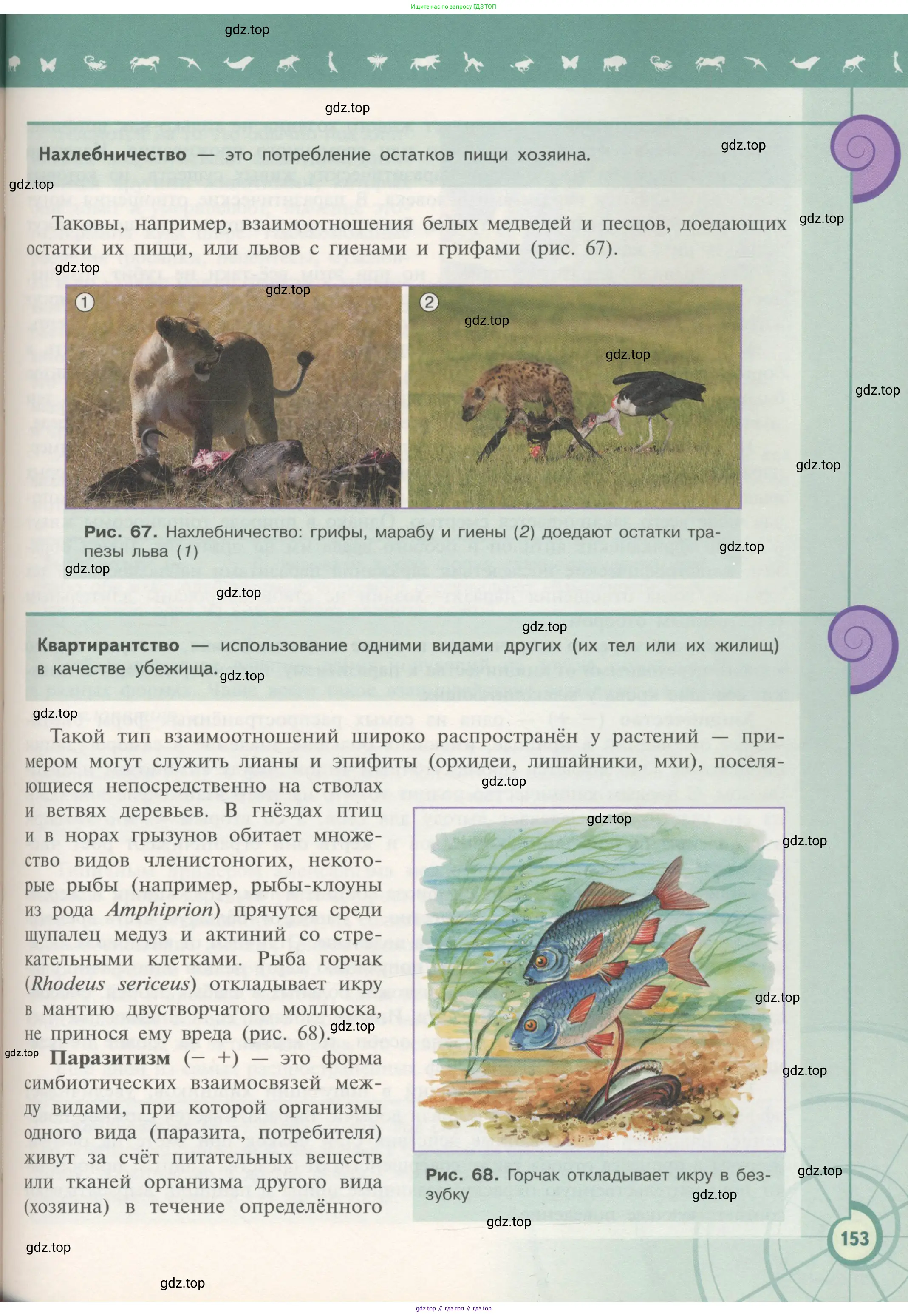 Биология, 11 класс Учебник, авторы: Пасечник Владимир Васильевич, Каменский Андрей Александрович, Рубцов Александр Михайлович, Швецов Глеб Геннадьевич, Гапонюк Зоя Георгиевна, издательство Просвещение, Москва, 2018, страница 153