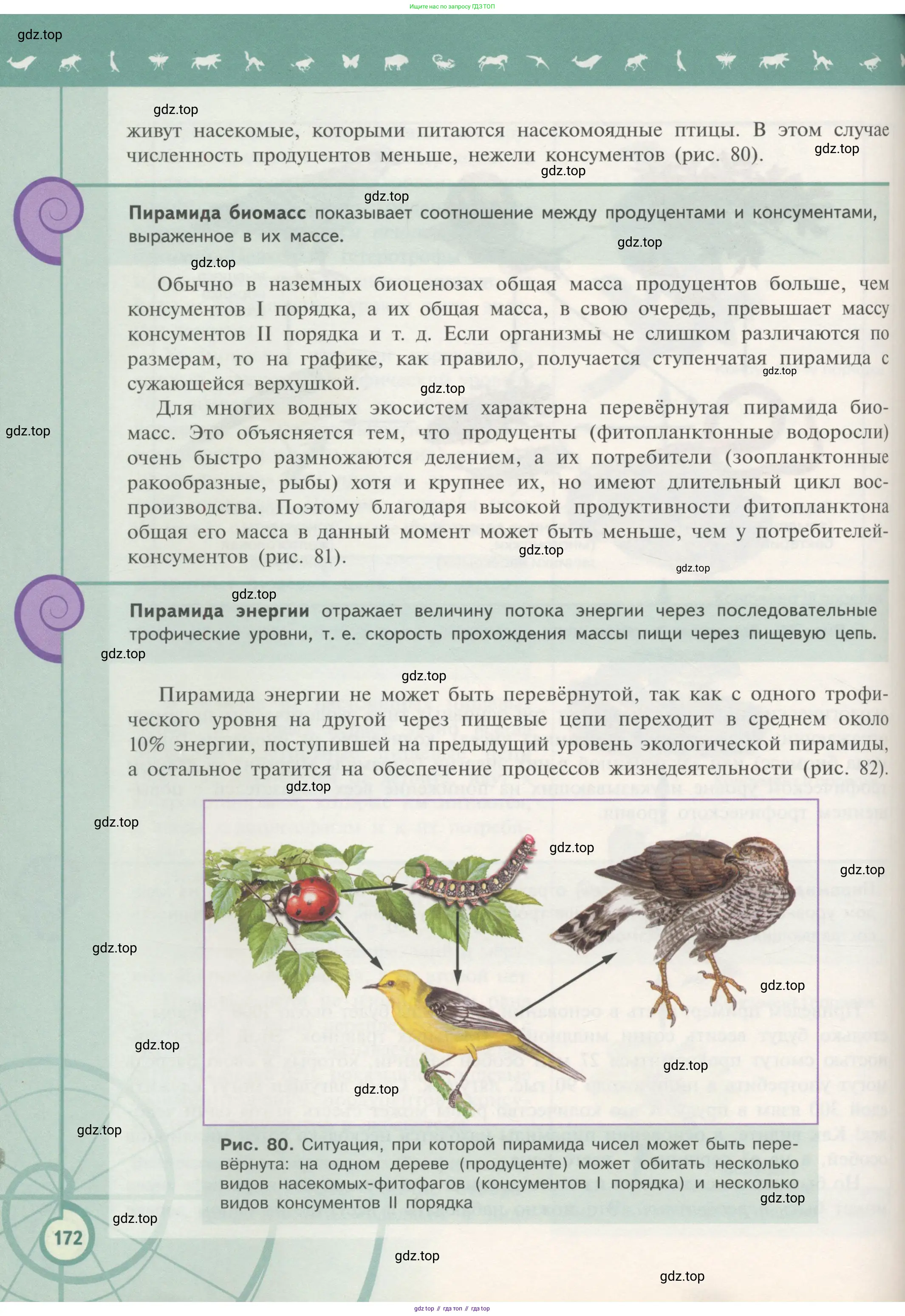 Биология, 11 класс Учебник, авторы: Пасечник Владимир Васильевич, Каменский Андрей Александрович, Рубцов Александр Михайлович, Швецов Глеб Геннадьевич, Гапонюк Зоя Георгиевна, издательство Просвещение, Москва, 2018, страница 172
