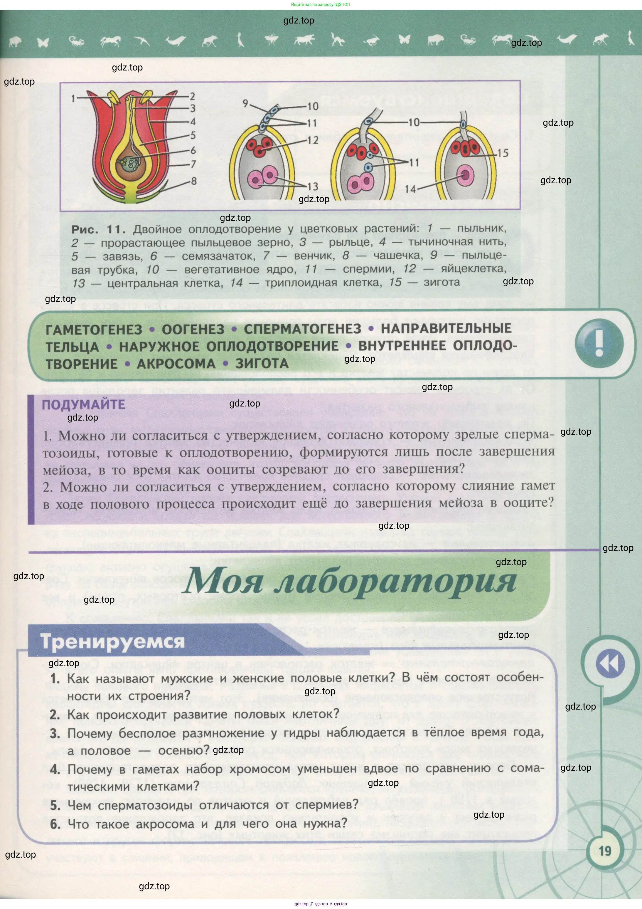 Биология, 11 класс Учебник, авторы: Пасечник Владимир Васильевич, Каменский Андрей Александрович, Рубцов Александр Михайлович, Швецов Глеб Геннадьевич, Гапонюк Зоя Георгиевна, издательство Просвещение, Москва, 2018, страница 19