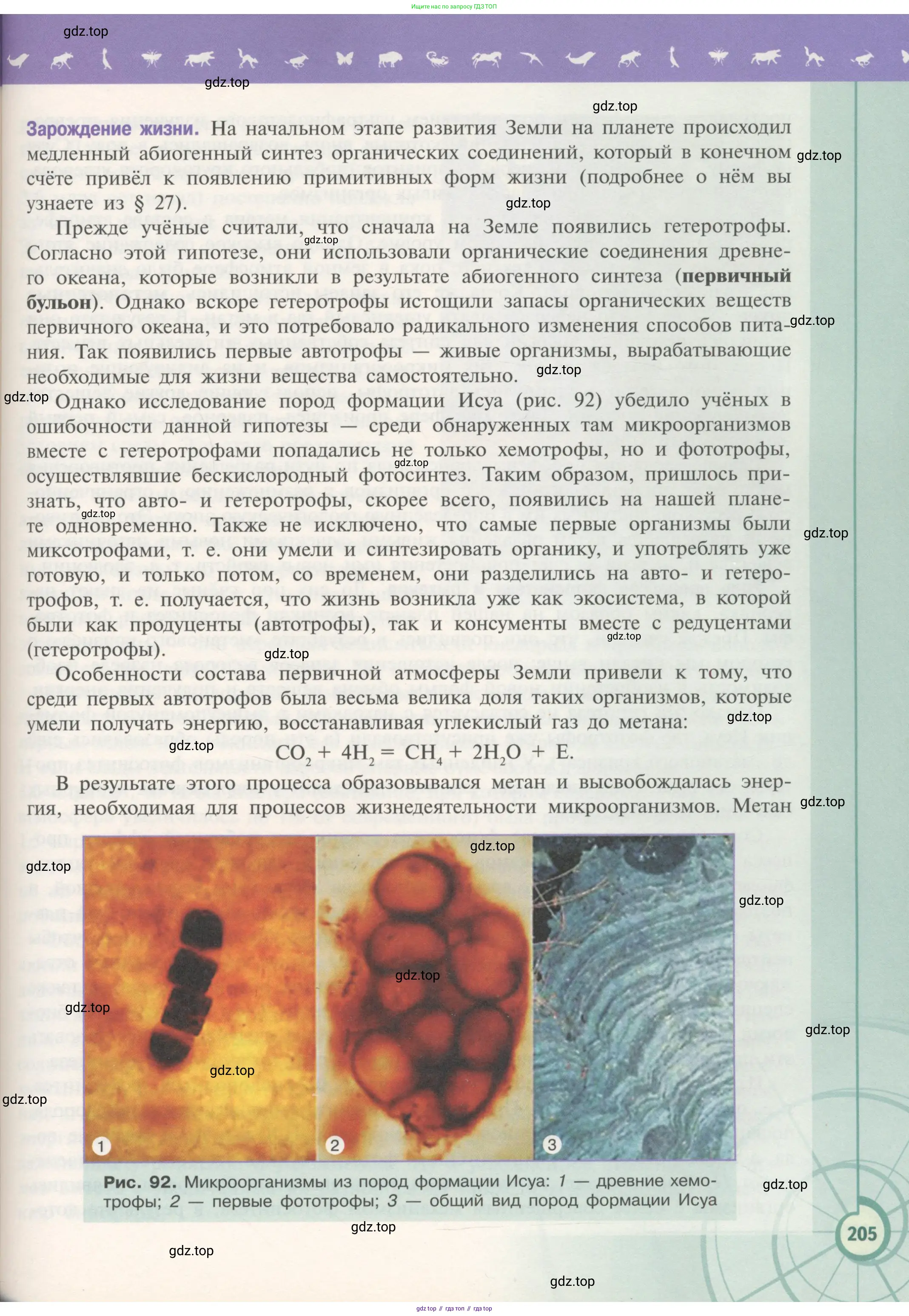 Биология, 11 класс Учебник, авторы: Пасечник Владимир Васильевич, Каменский Андрей Александрович, Рубцов Александр Михайлович, Швецов Глеб Геннадьевич, Гапонюк Зоя Георгиевна, издательство Просвещение, Москва, 2018, страница 205
