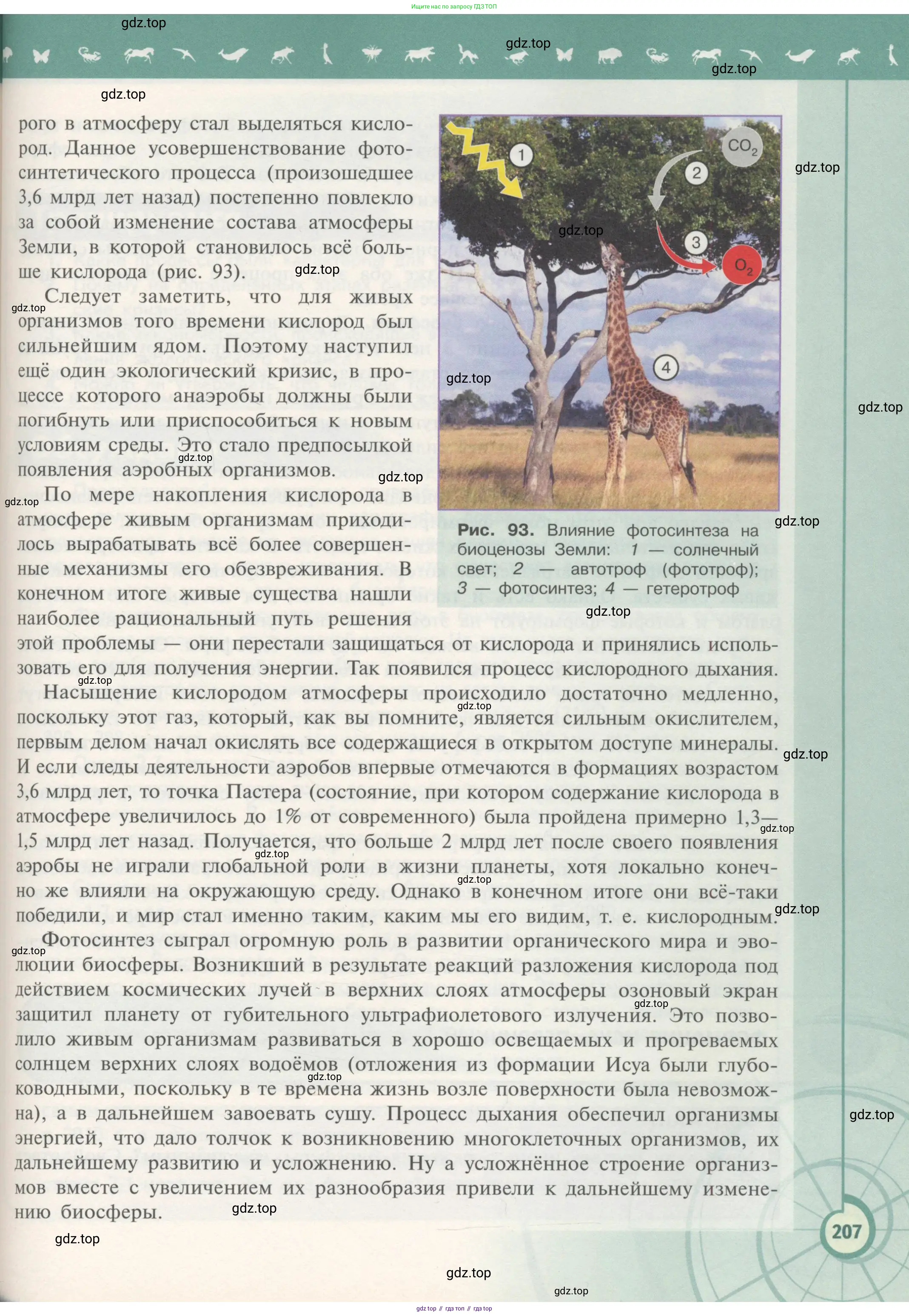 Биология, 11 класс Учебник, авторы: Пасечник Владимир Васильевич, Каменский Андрей Александрович, Рубцов Александр Михайлович, Швецов Глеб Геннадьевич, Гапонюк Зоя Георгиевна, издательство Просвещение, Москва, 2018, страница 207