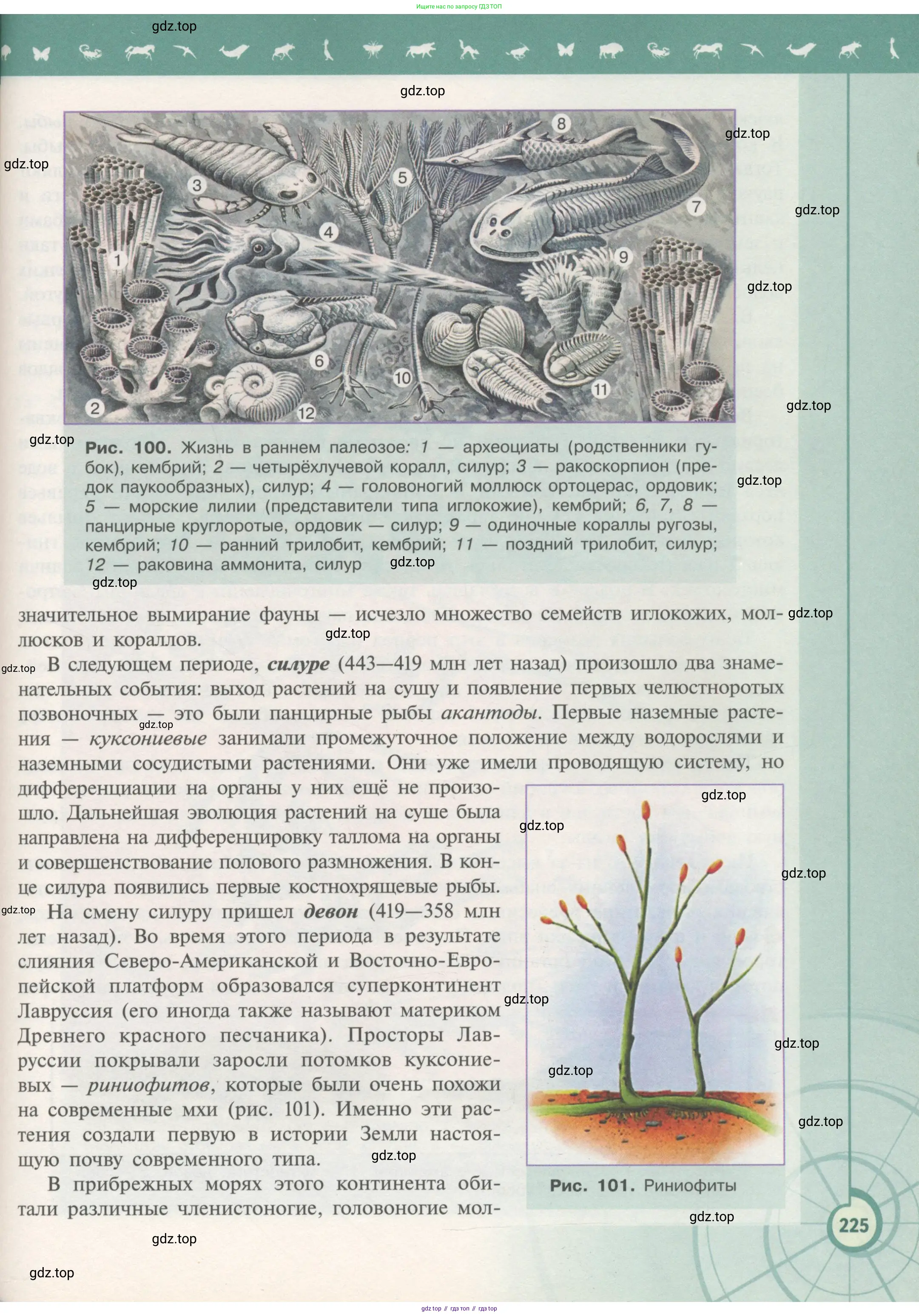 Биология, 11 класс Учебник, авторы: Пасечник Владимир Васильевич, Каменский Андрей Александрович, Рубцов Александр Михайлович, Швецов Глеб Геннадьевич, Гапонюк Зоя Георгиевна, издательство Просвещение, Москва, 2018, страница 225