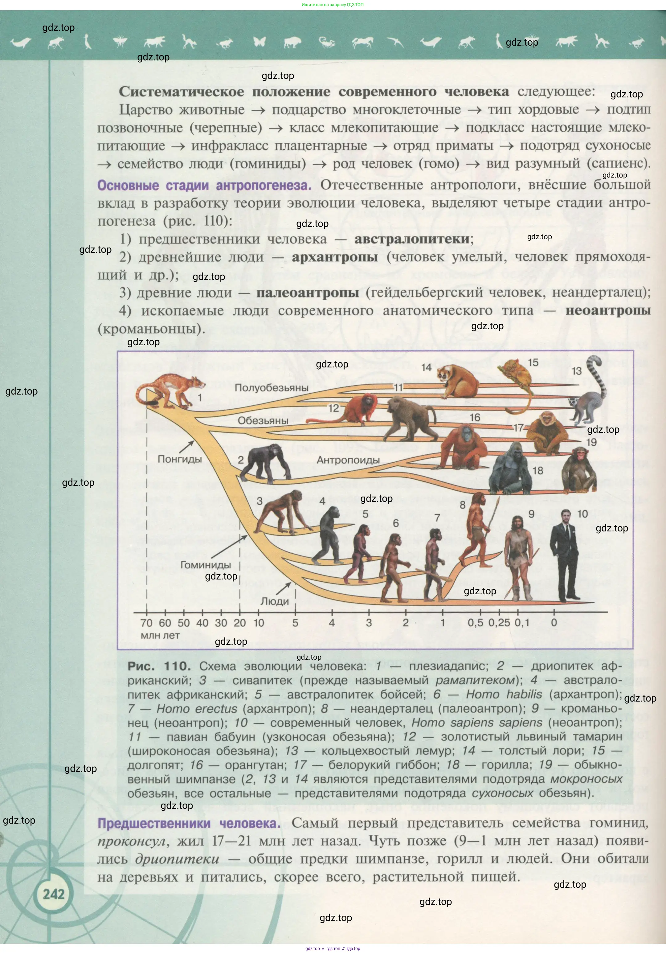 Биология, 11 класс Учебник, авторы: Пасечник Владимир Васильевич, Каменский Андрей Александрович, Рубцов Александр Михайлович, Швецов Глеб Геннадьевич, Гапонюк Зоя Георгиевна, издательство Просвещение, Москва, 2018, страница 242