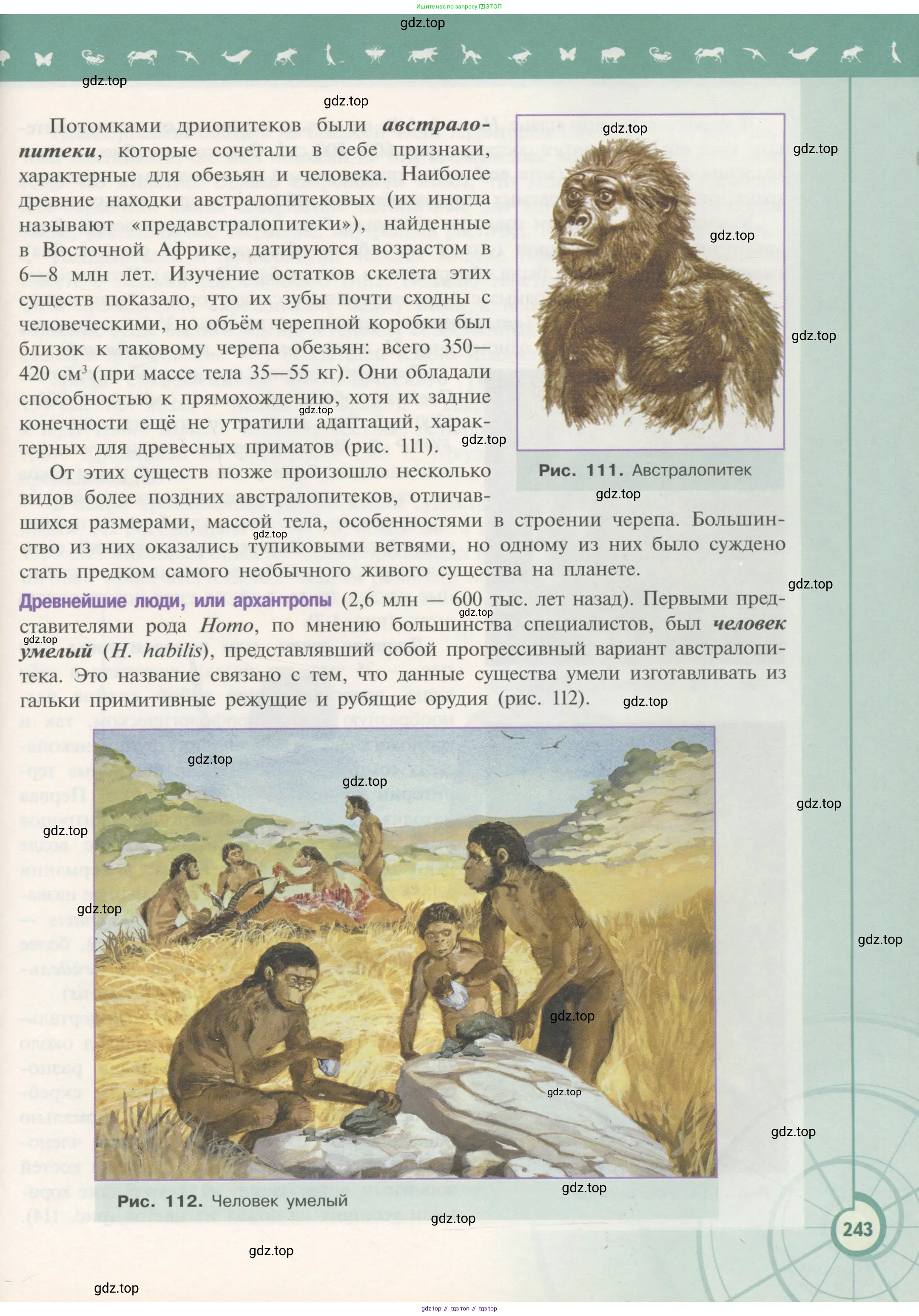 Биология, 11 класс Учебник, авторы: Пасечник Владимир Васильевич, Каменский Андрей Александрович, Рубцов Александр Михайлович, Швецов Глеб Геннадьевич, Гапонюк Зоя Георгиевна, издательство Просвещение, Москва, 2018, страница 243