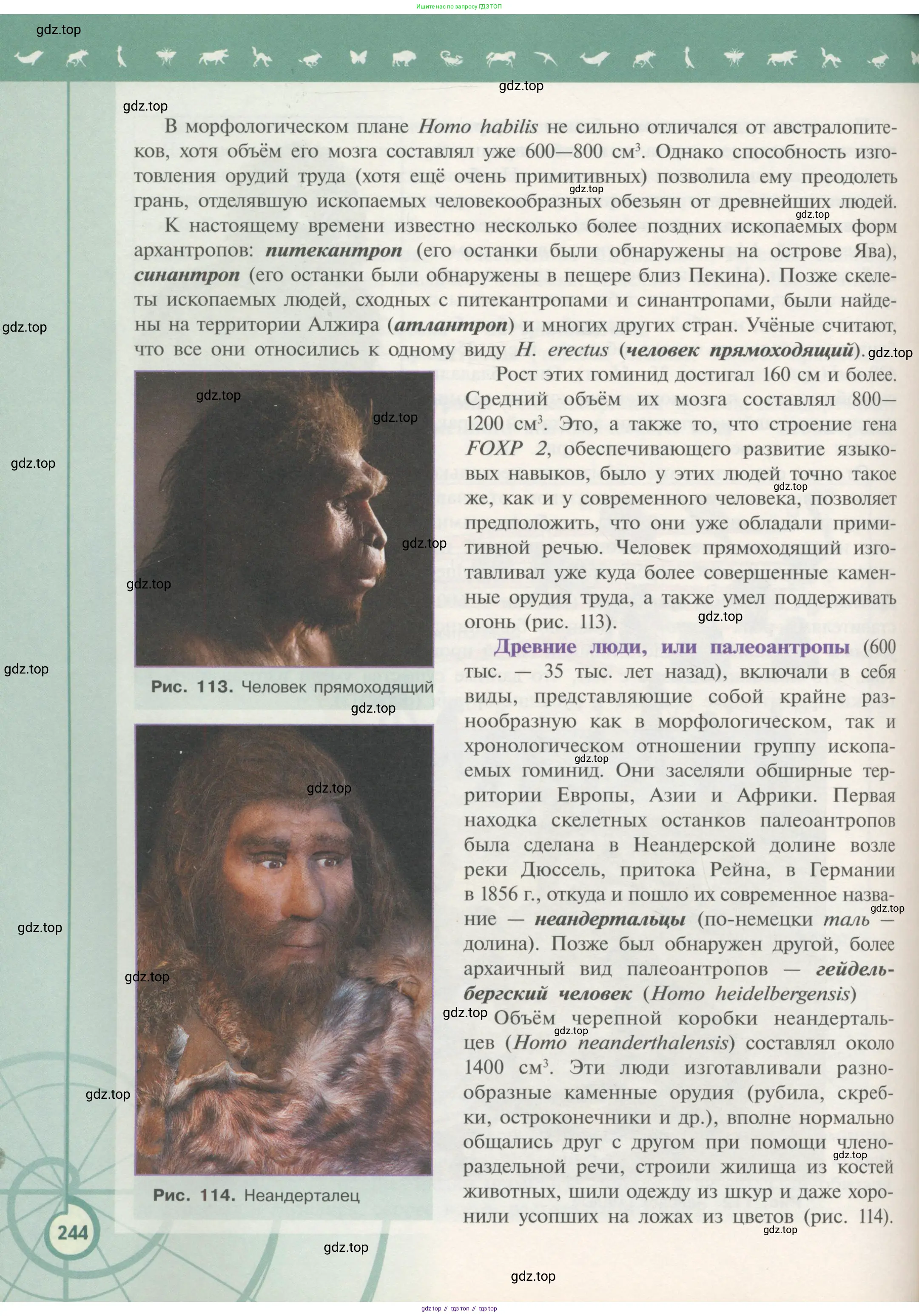 Биология, 11 класс Учебник, авторы: Пасечник Владимир Васильевич, Каменский Андрей Александрович, Рубцов Александр Михайлович, Швецов Глеб Геннадьевич, Гапонюк Зоя Георгиевна, издательство Просвещение, Москва, 2018, страница 244