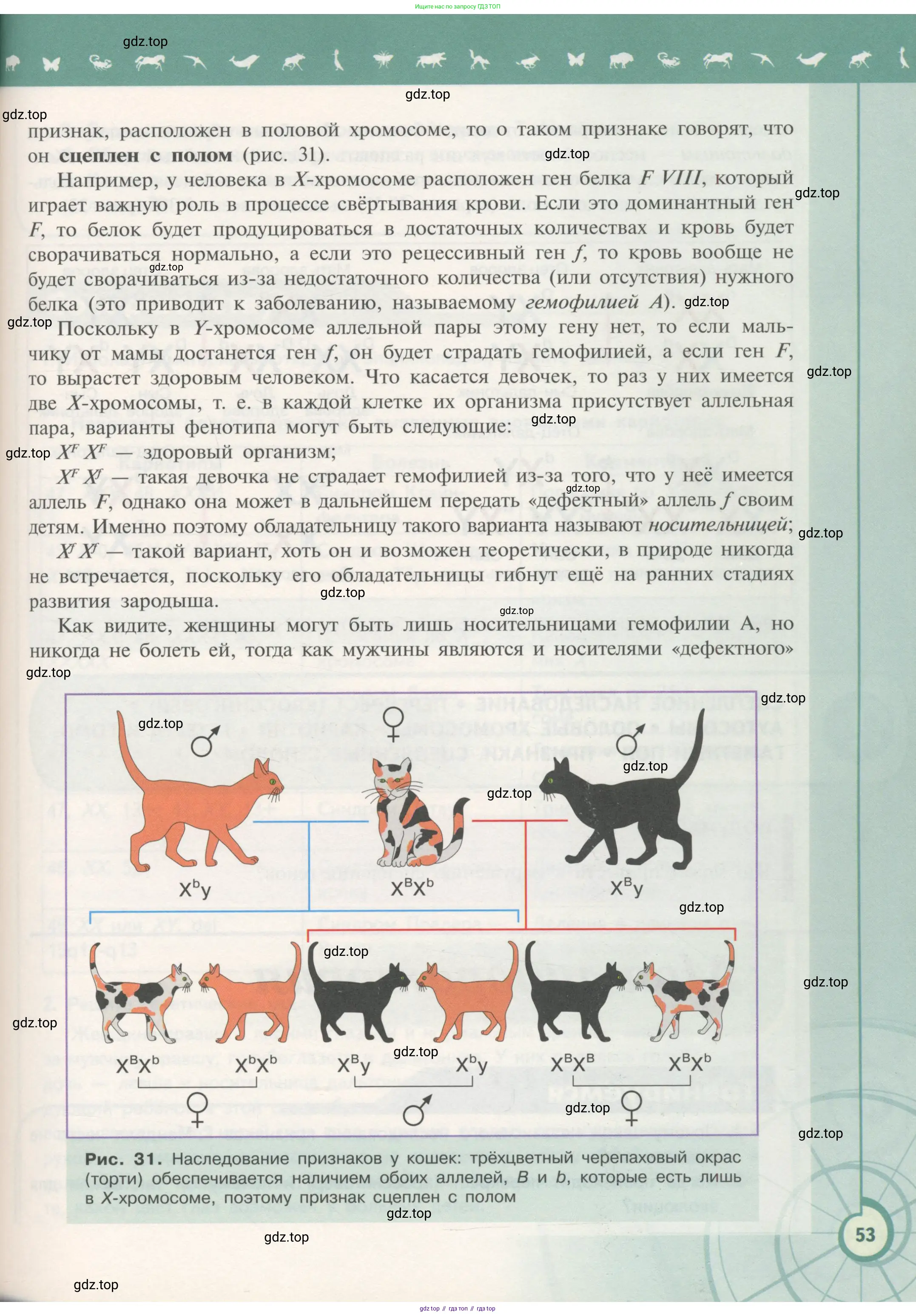 Биология, 11 класс Учебник, авторы: Пасечник Владимир Васильевич, Каменский Андрей Александрович, Рубцов Александр Михайлович, Швецов Глеб Геннадьевич, Гапонюк Зоя Георгиевна, издательство Просвещение, Москва, 2018, страница 53