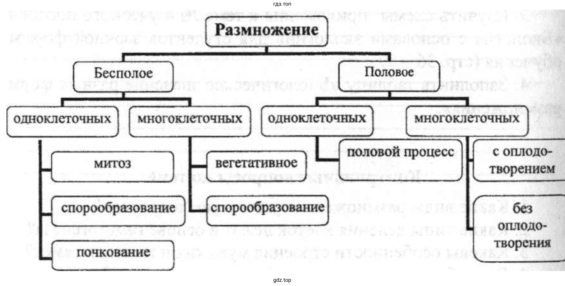 Рисунок. Схема видов и форм размножения.