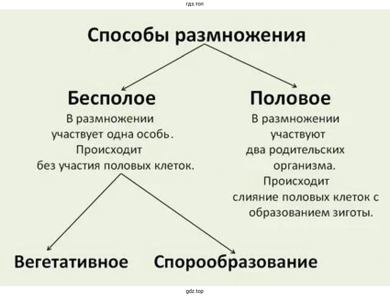 Рисунок 1. Схема способов размножения.