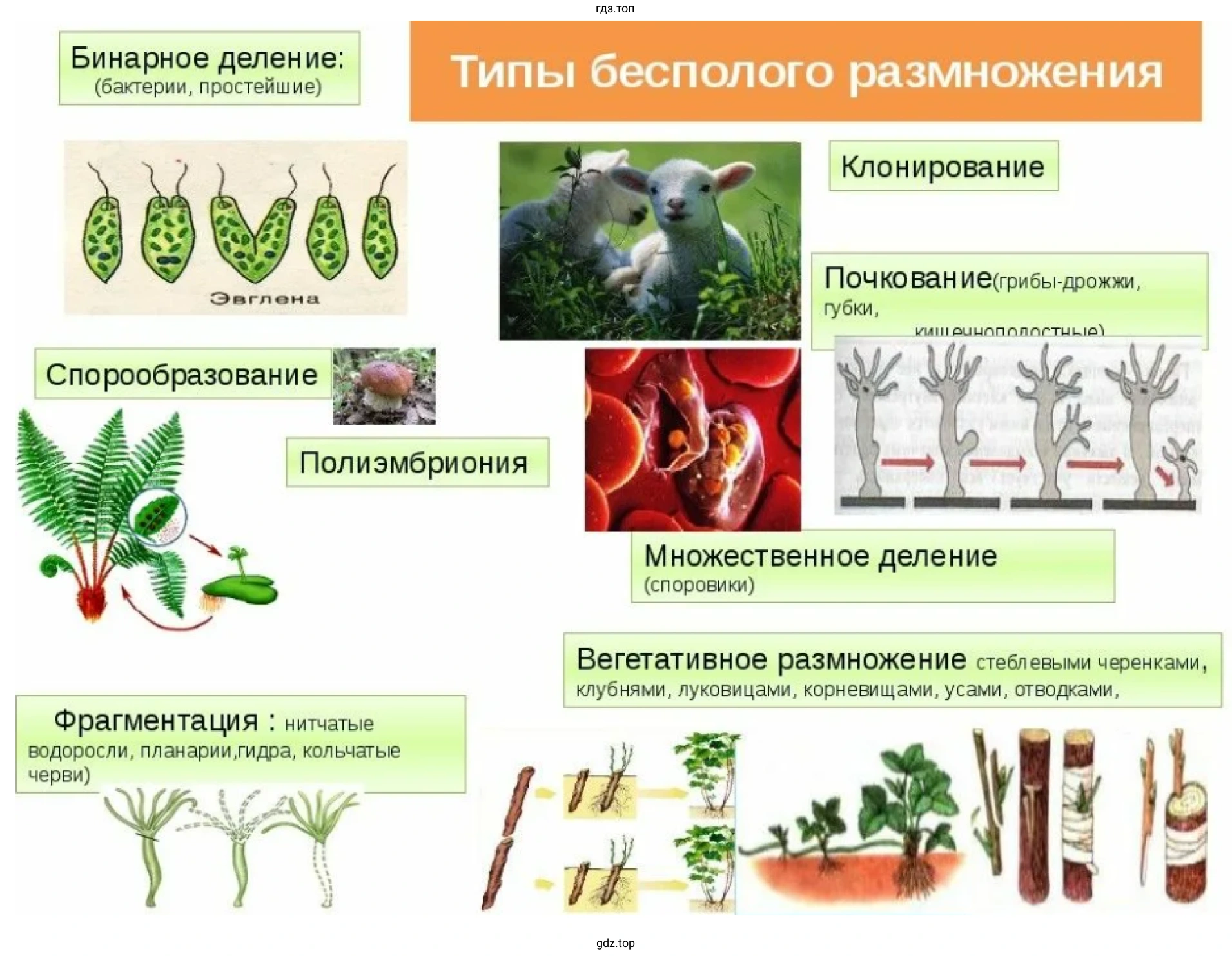 Рисунок 2. Тиры бесполого размножения.